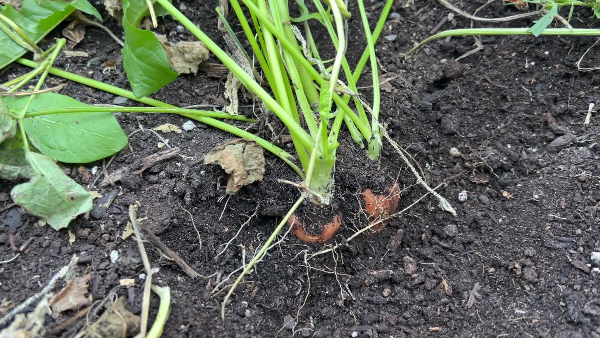 Agriculture in Canada