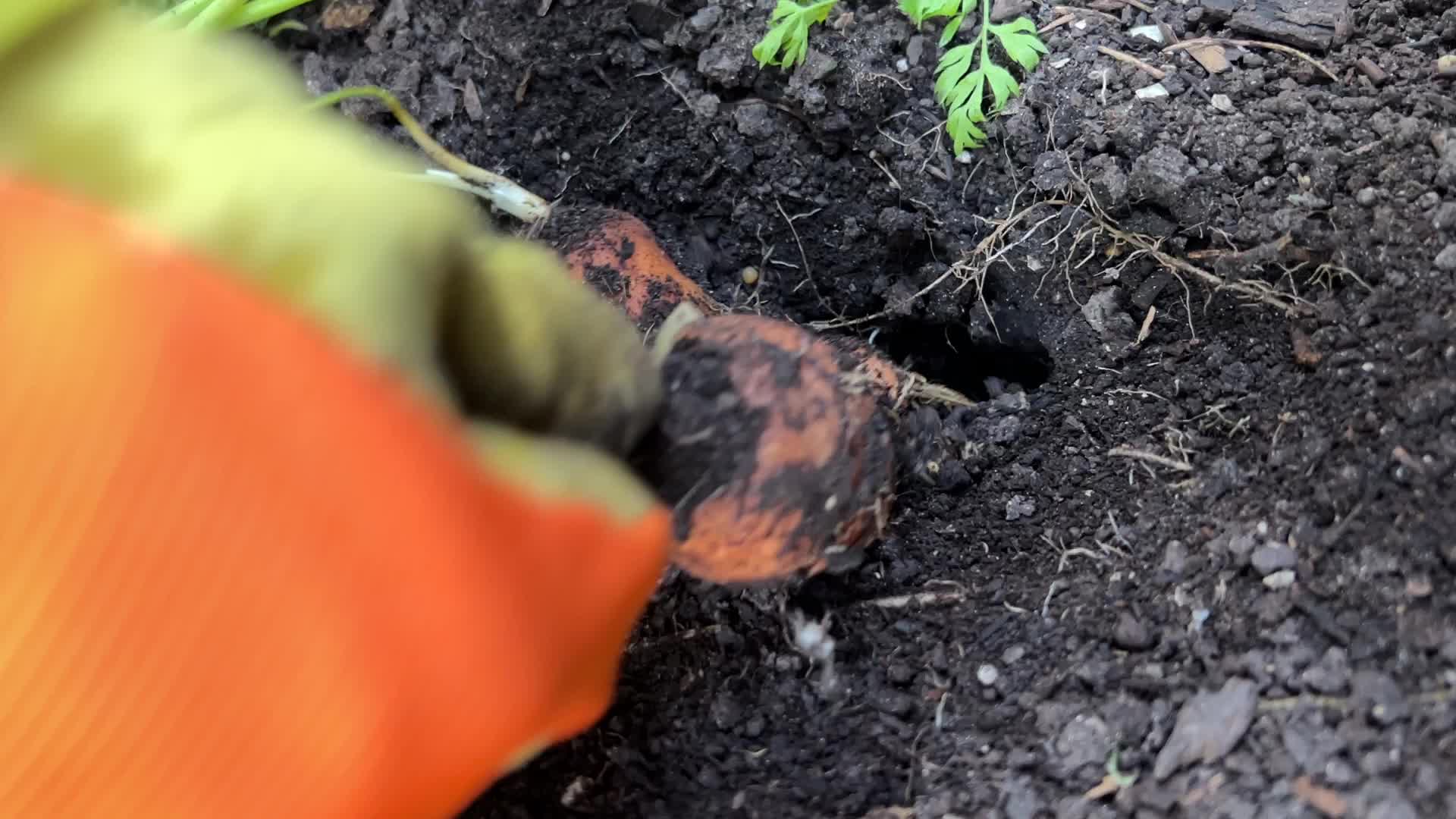 Agriculture in Canada
