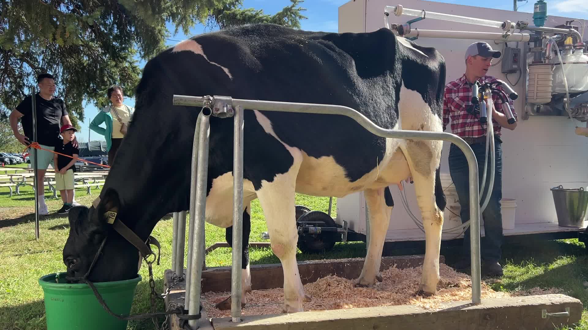 Cow milking