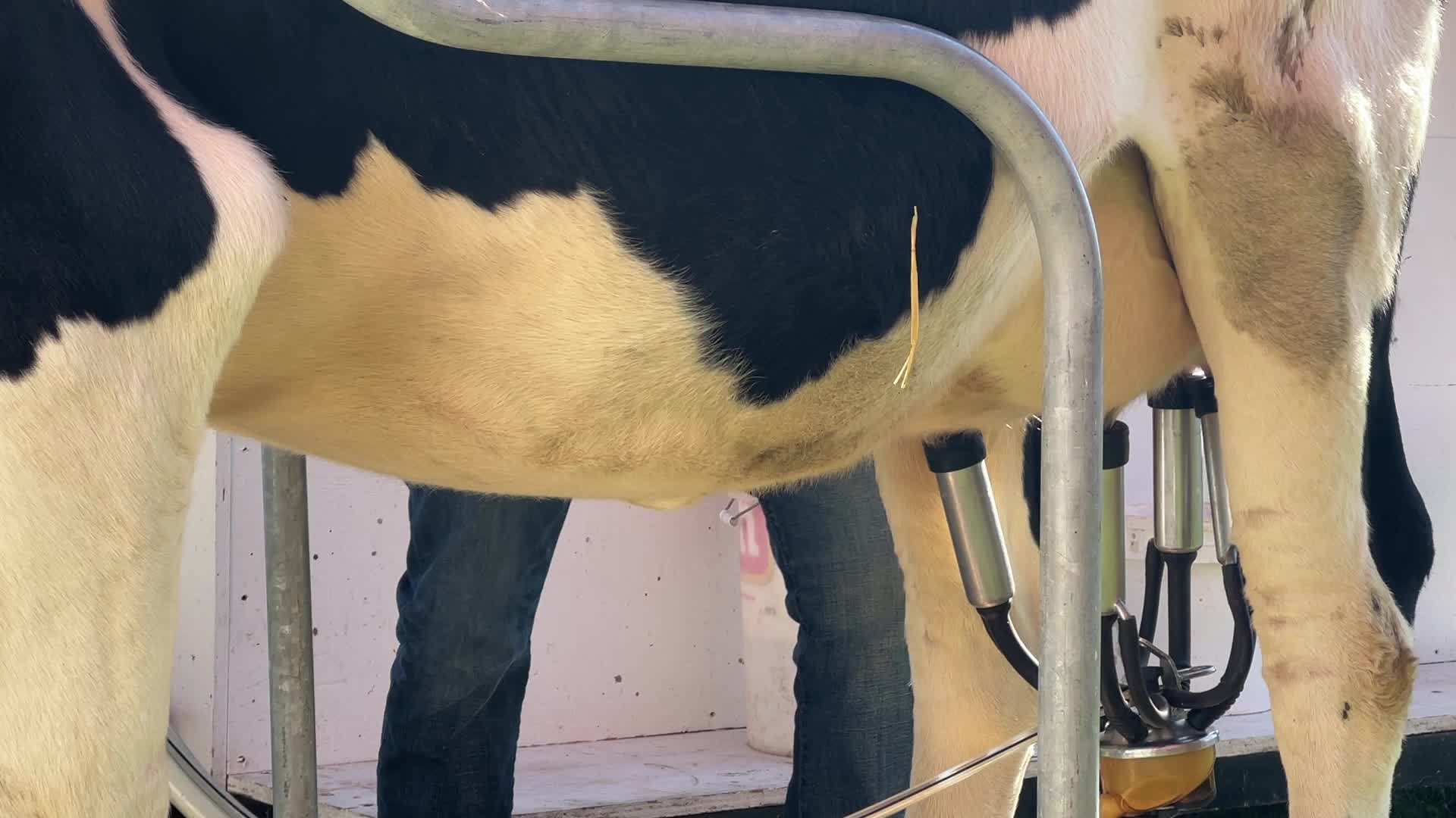 Cow milking