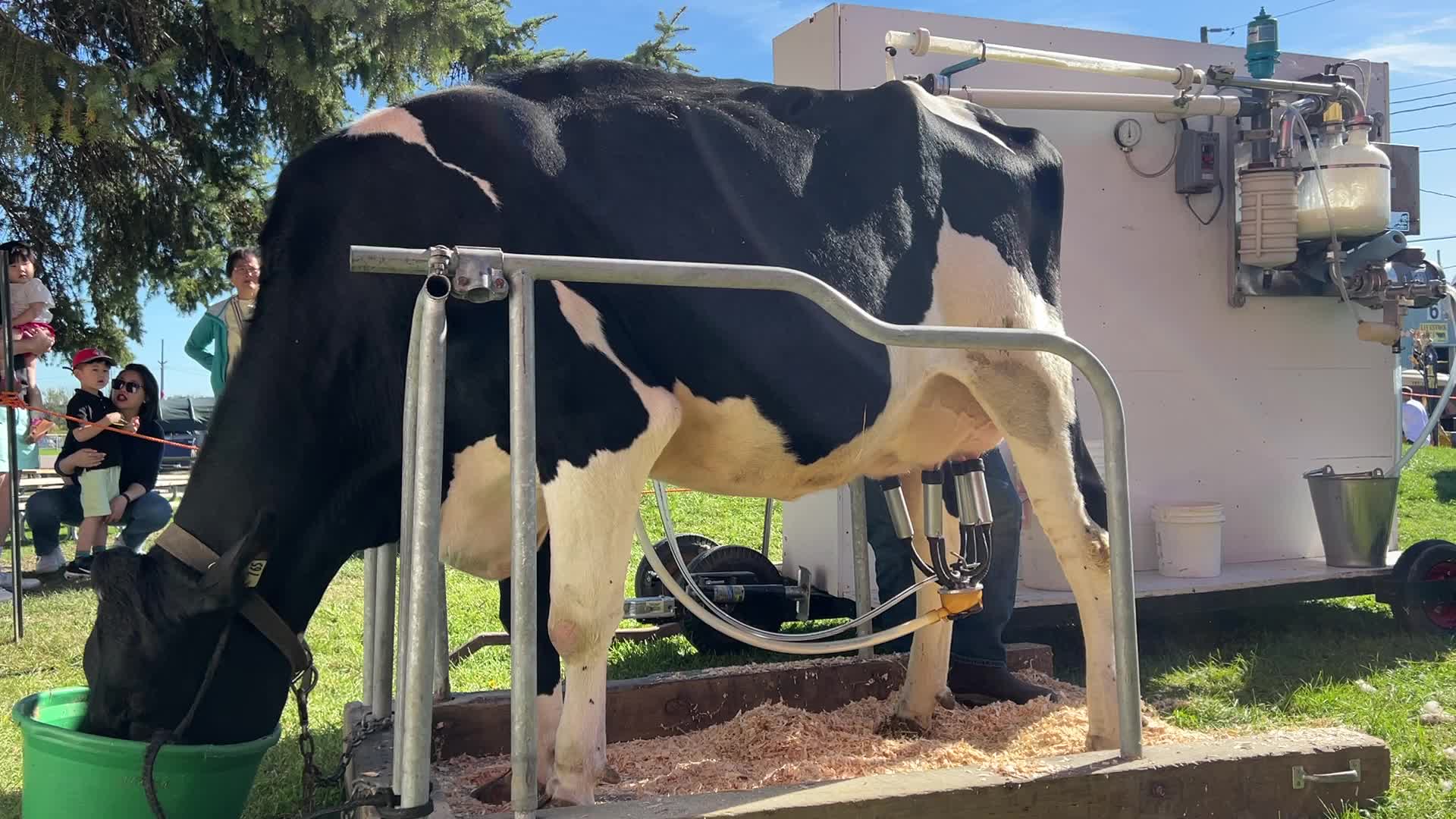 Cow milking
