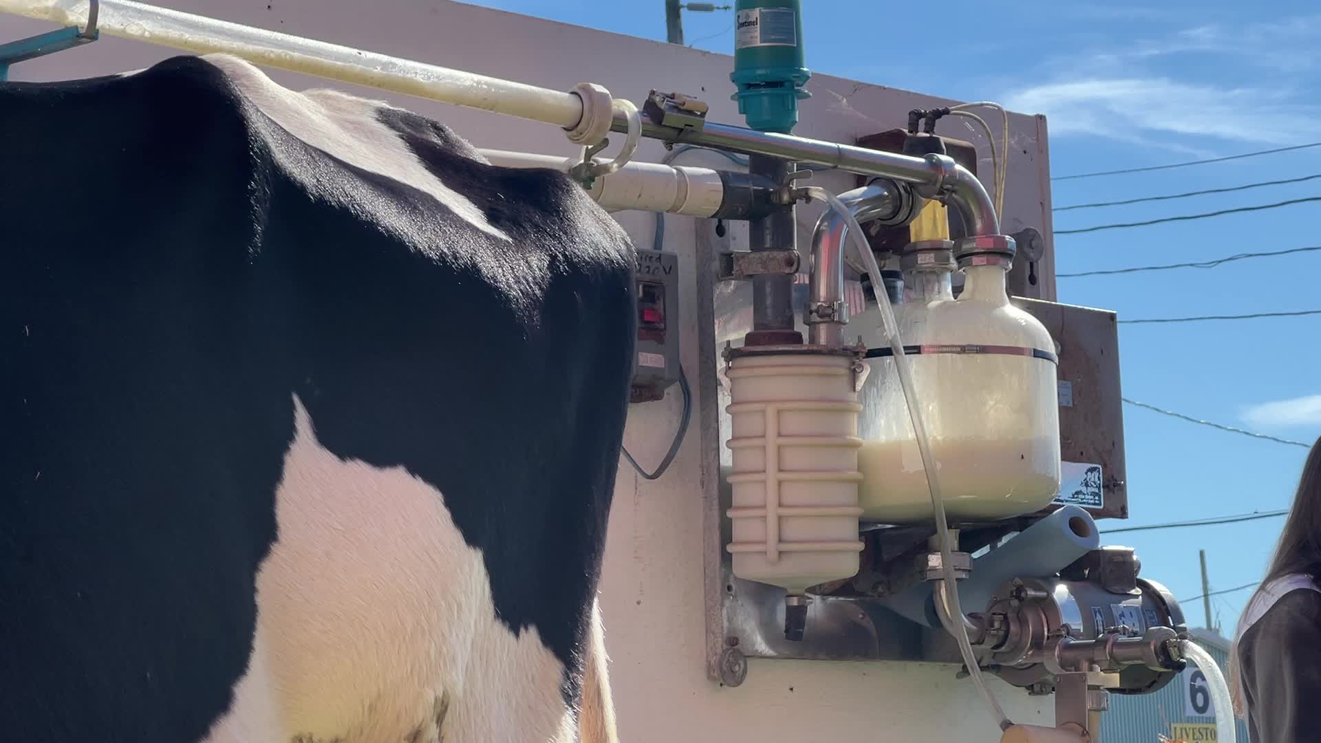 Cow milking