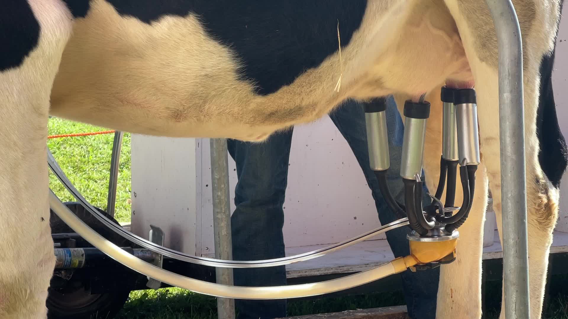 Cow milking