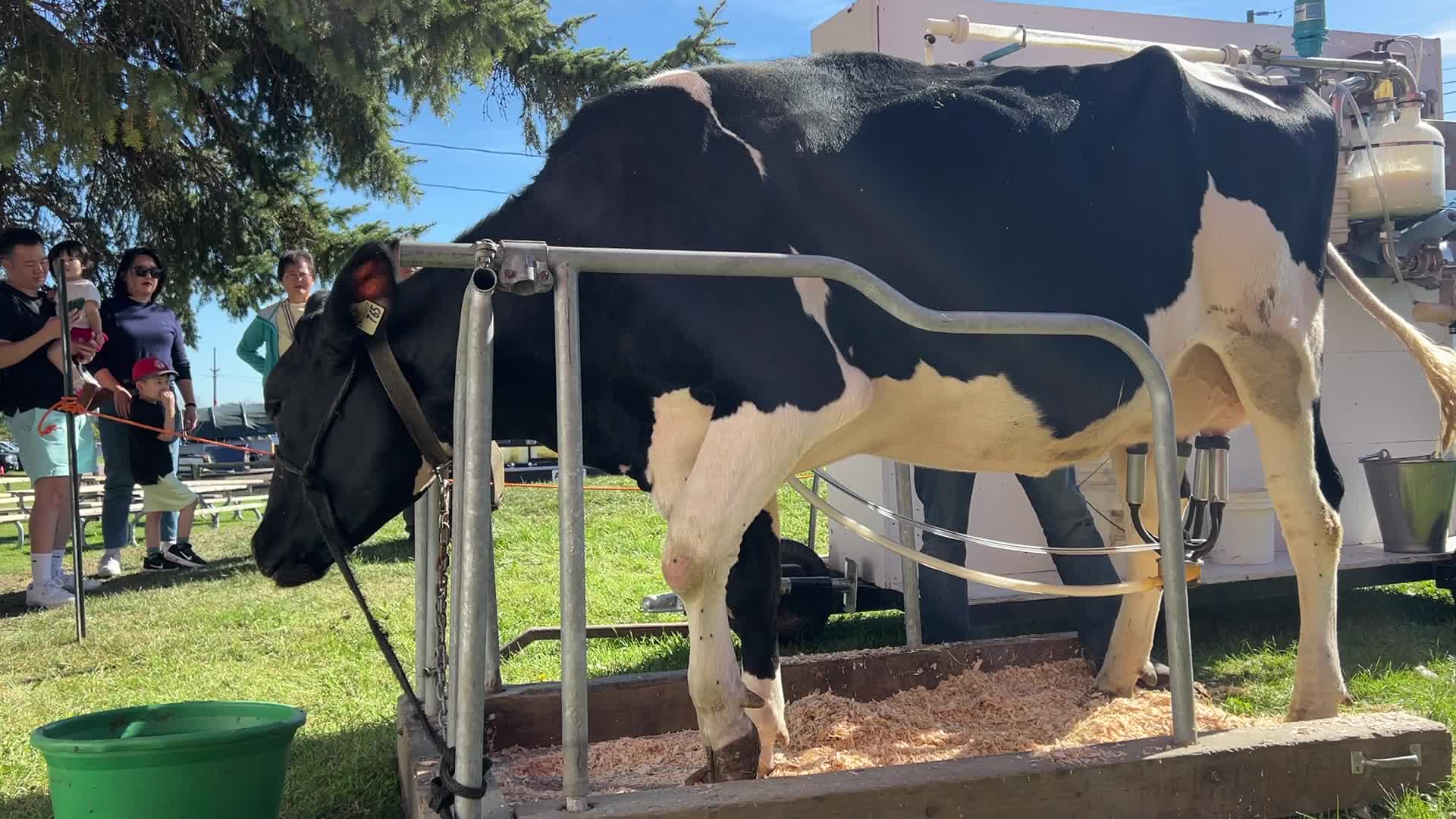 Cow milking