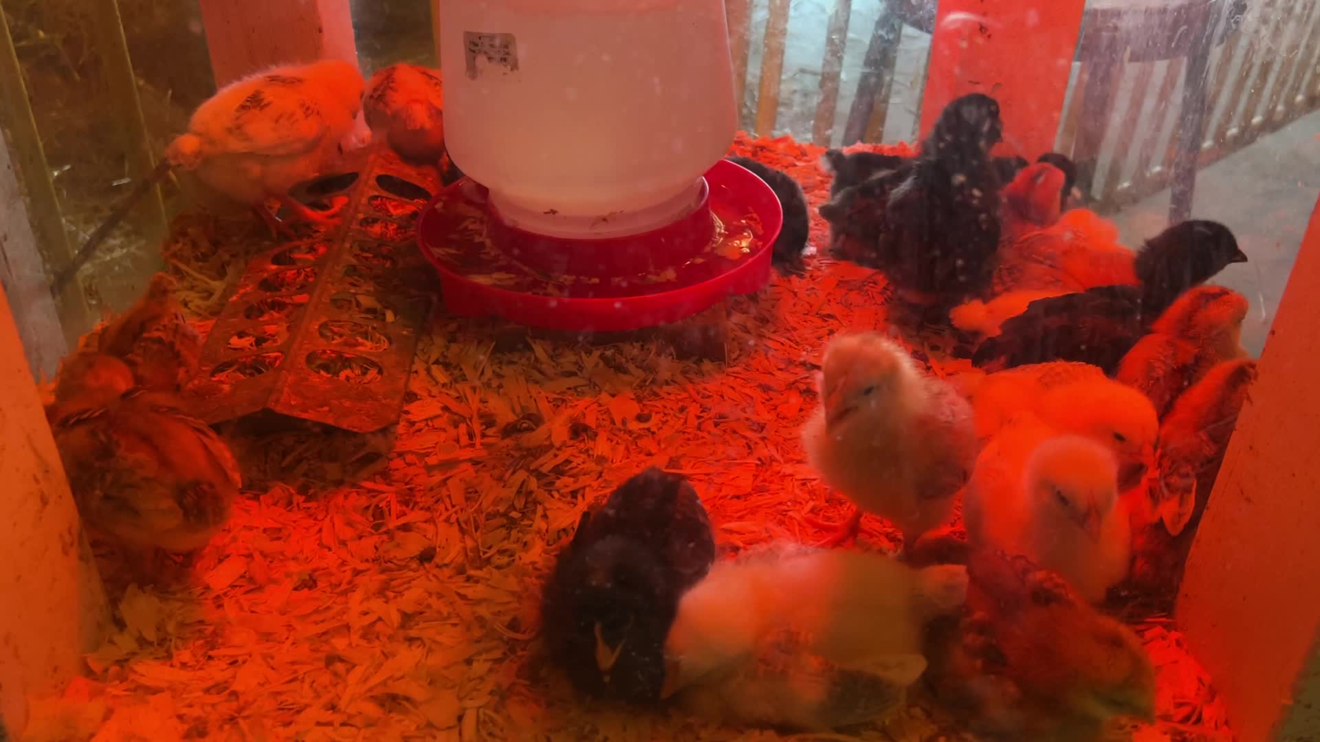 Poultry Bird Competition