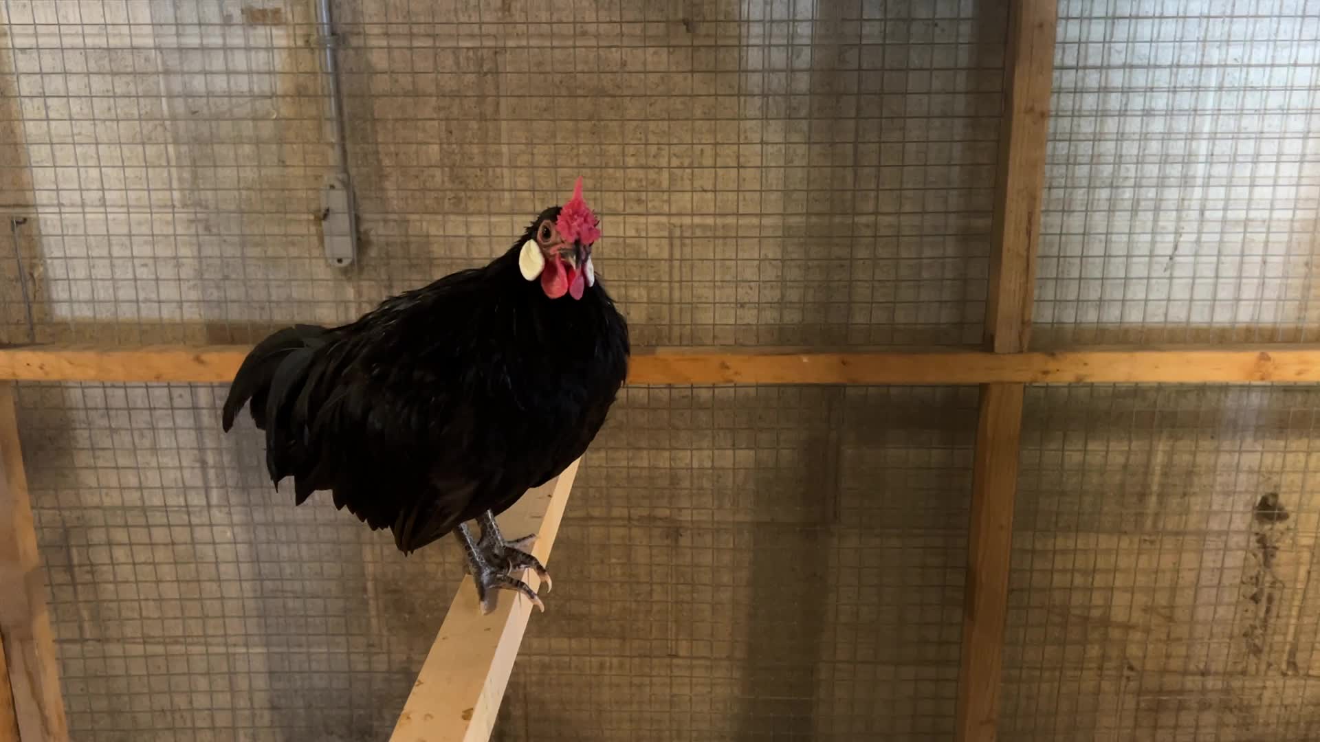 Poultry Bird Competition