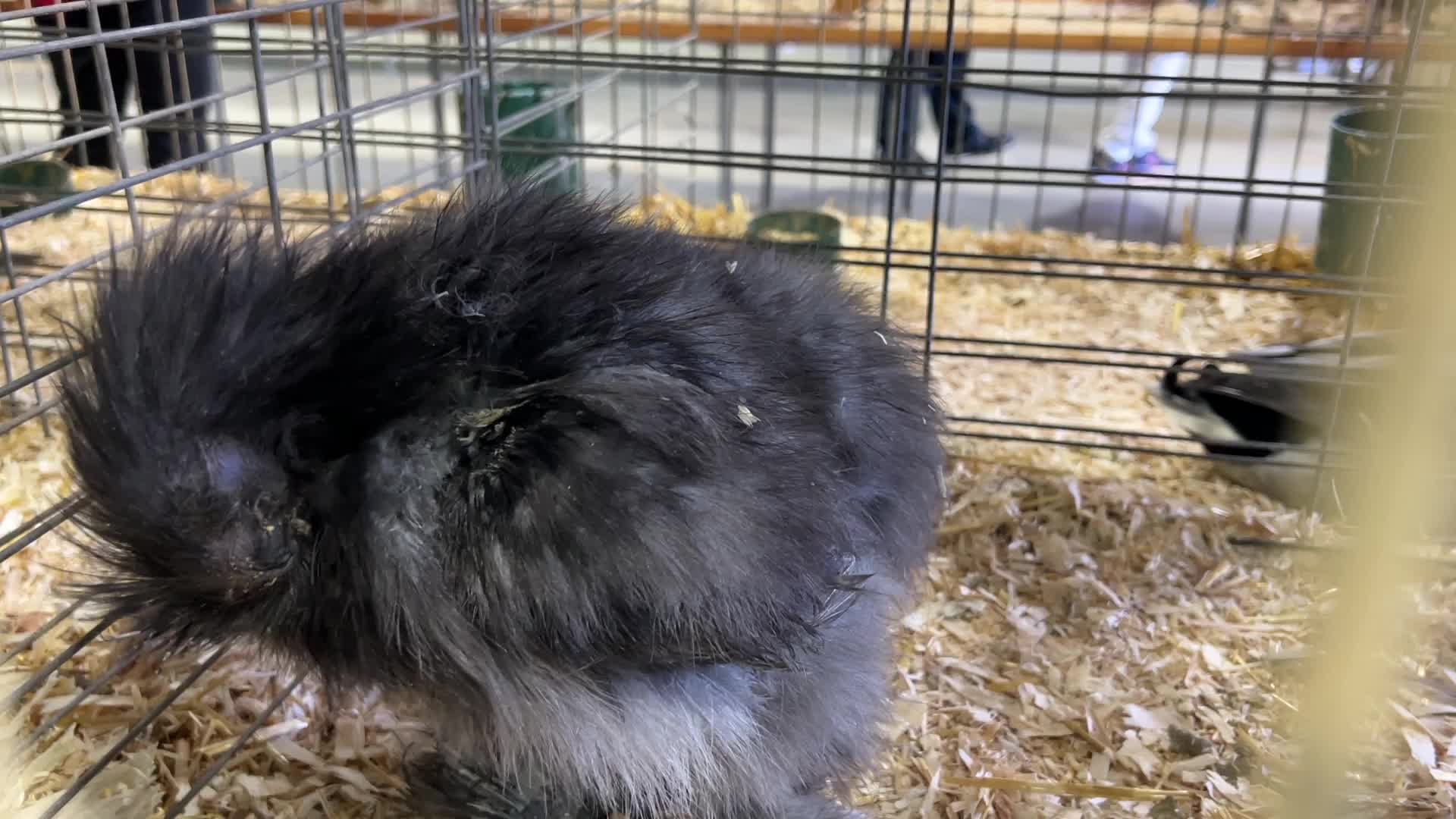 Poultry Bird Competition