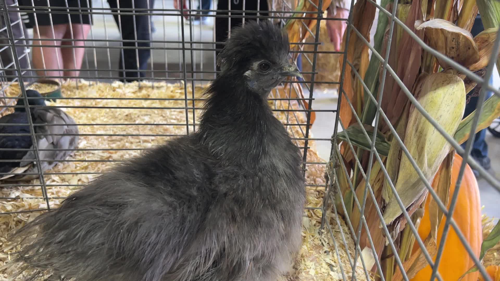 Poultry Bird Competition
