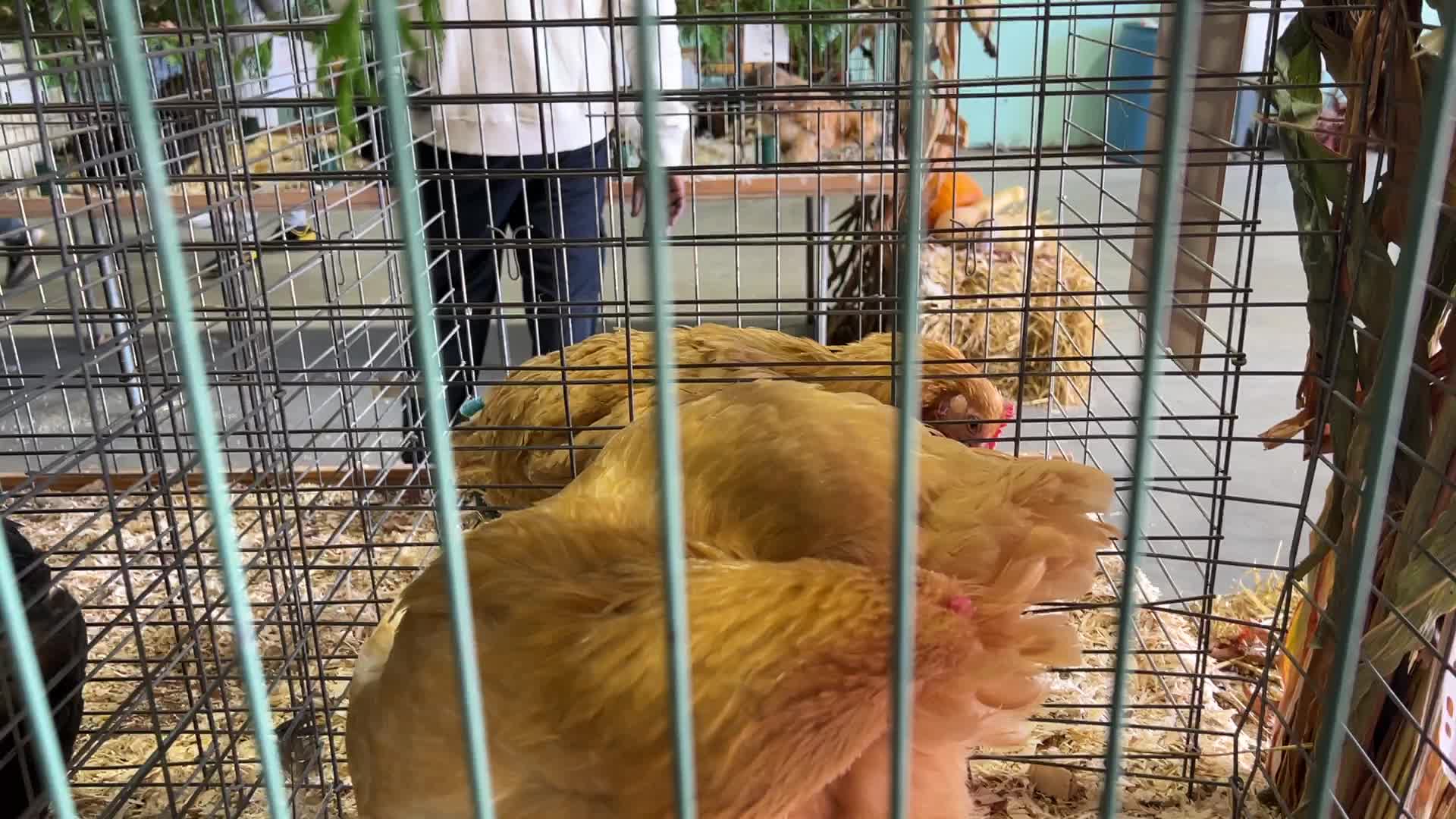 Poultry Bird Competition