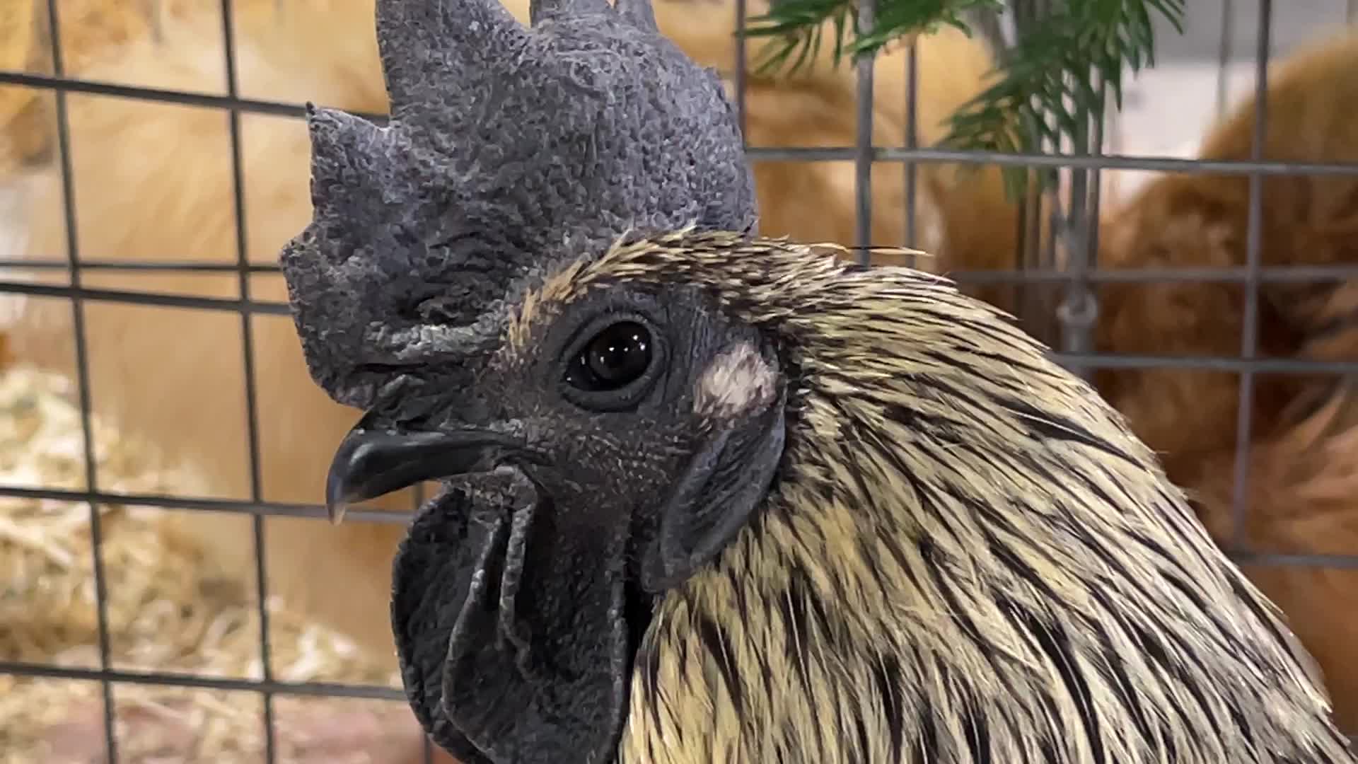 Poultry Bird Competition