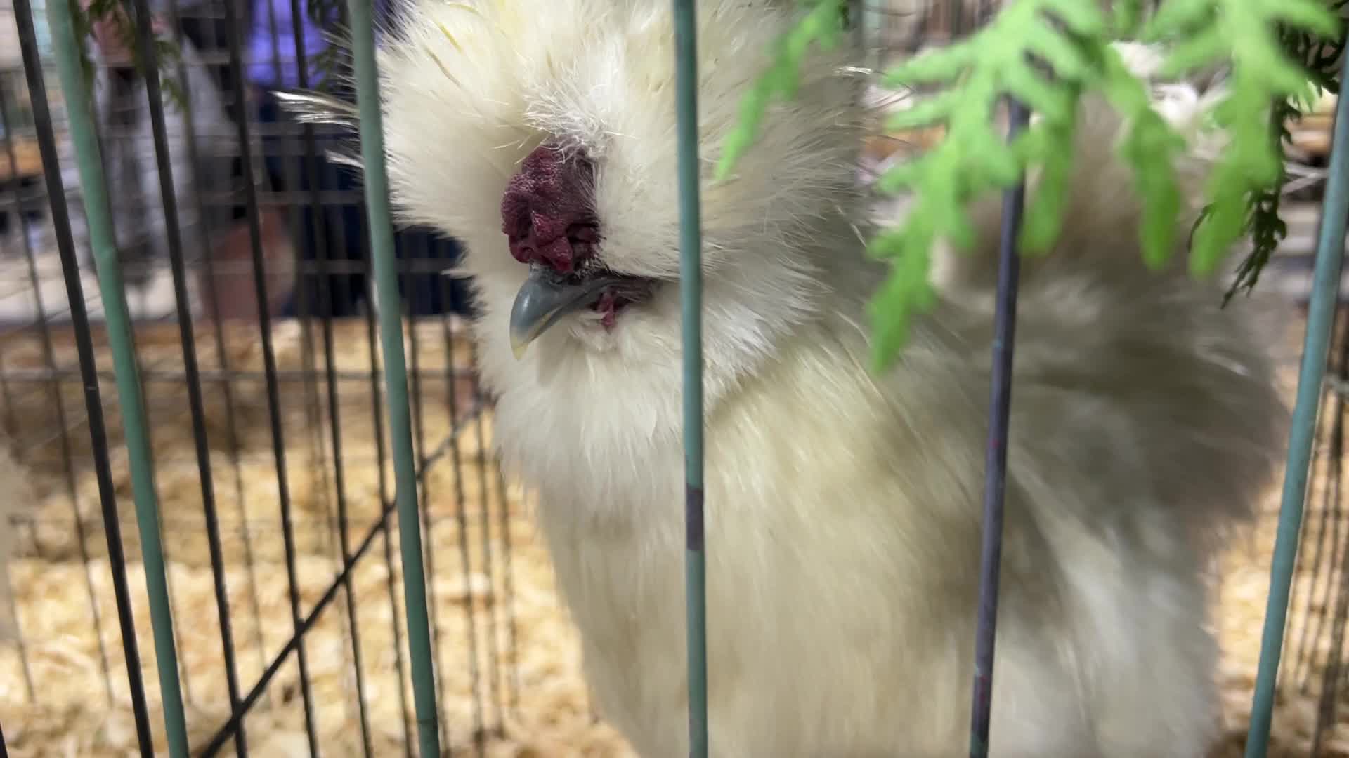 Poultry Bird Competition