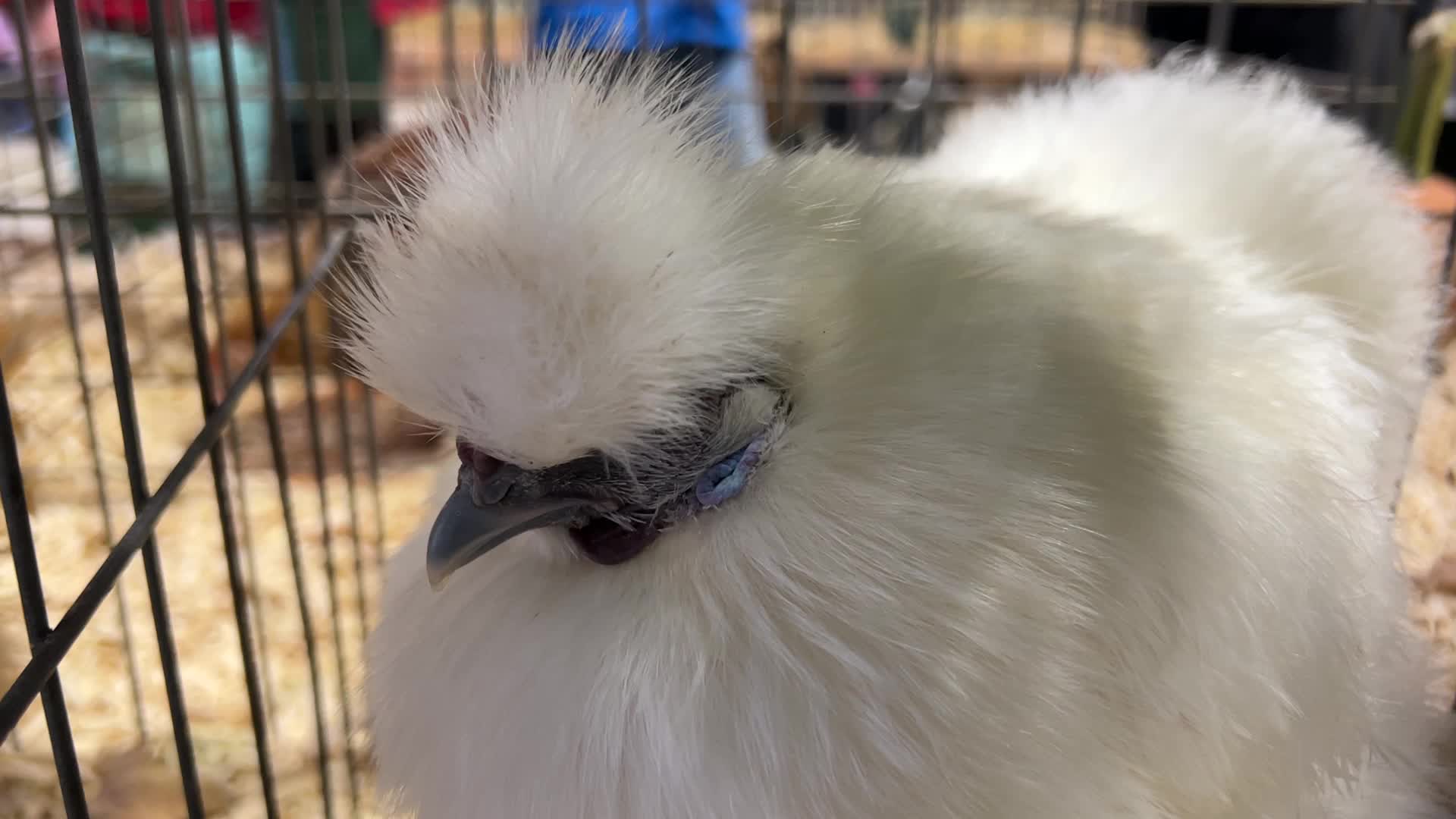 Poultry Bird Competition