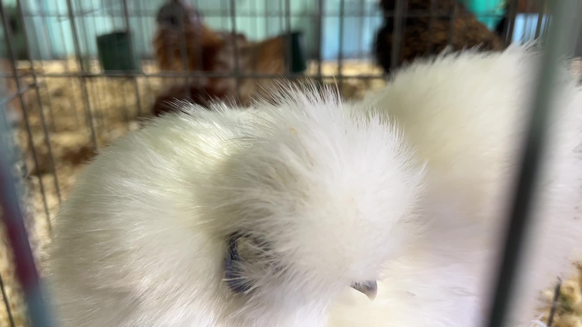Poultry Bird Competition