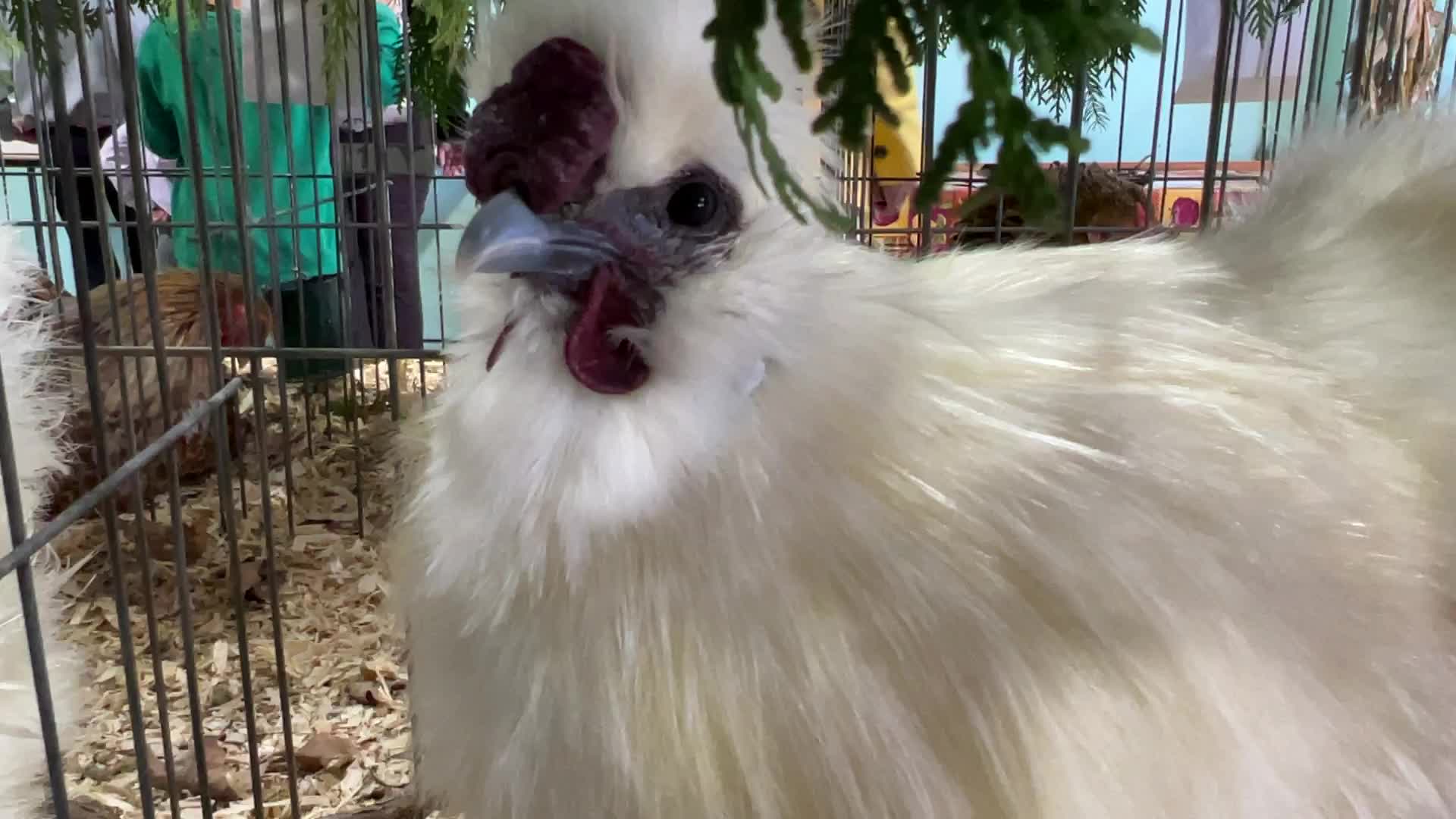 Poultry Bird Competition