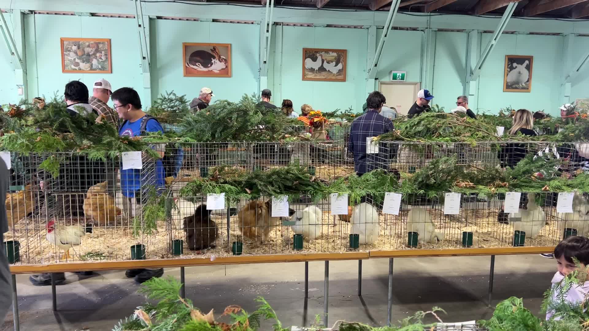Poultry Bird Competition