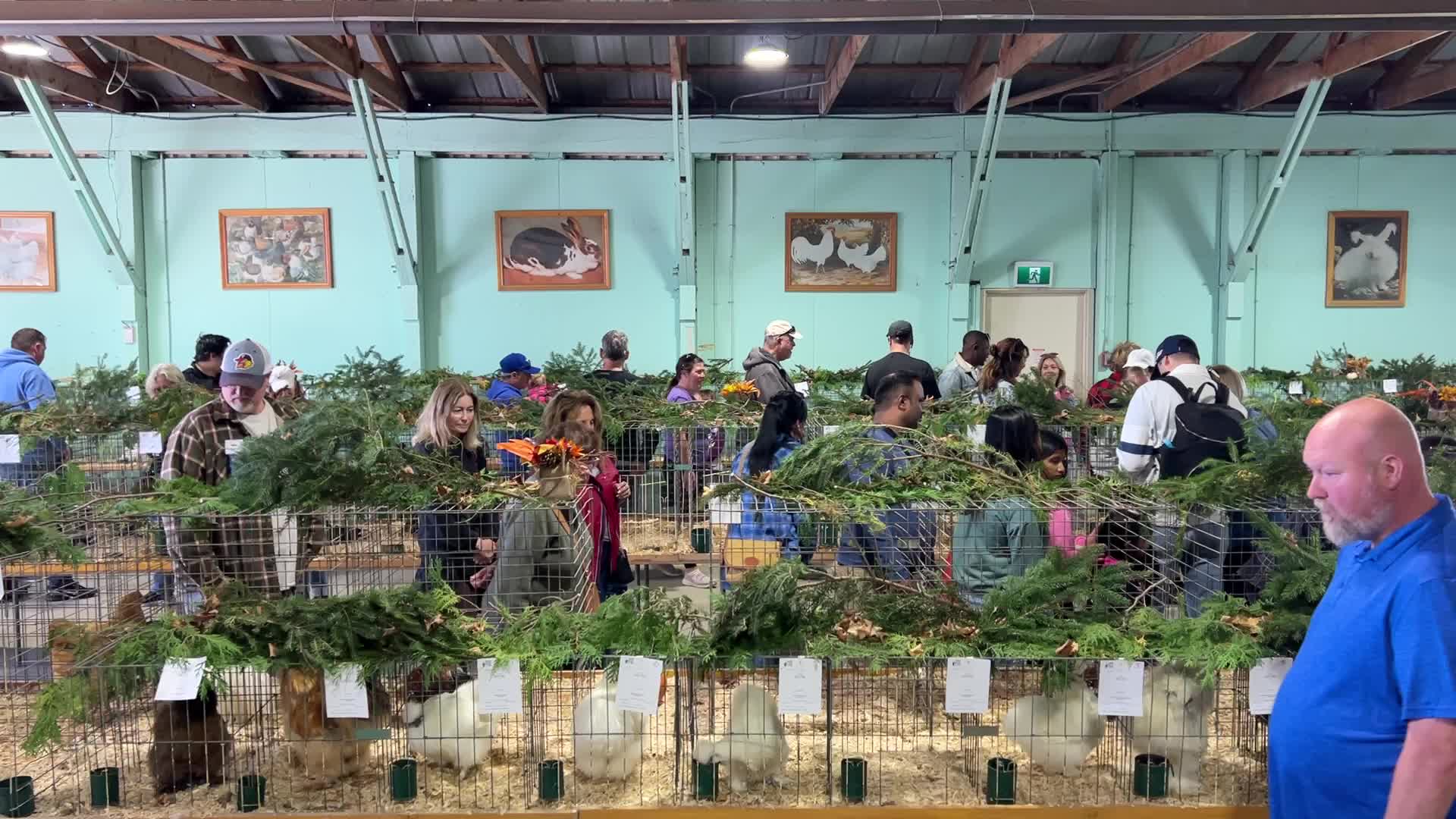 Poultry Bird Competition