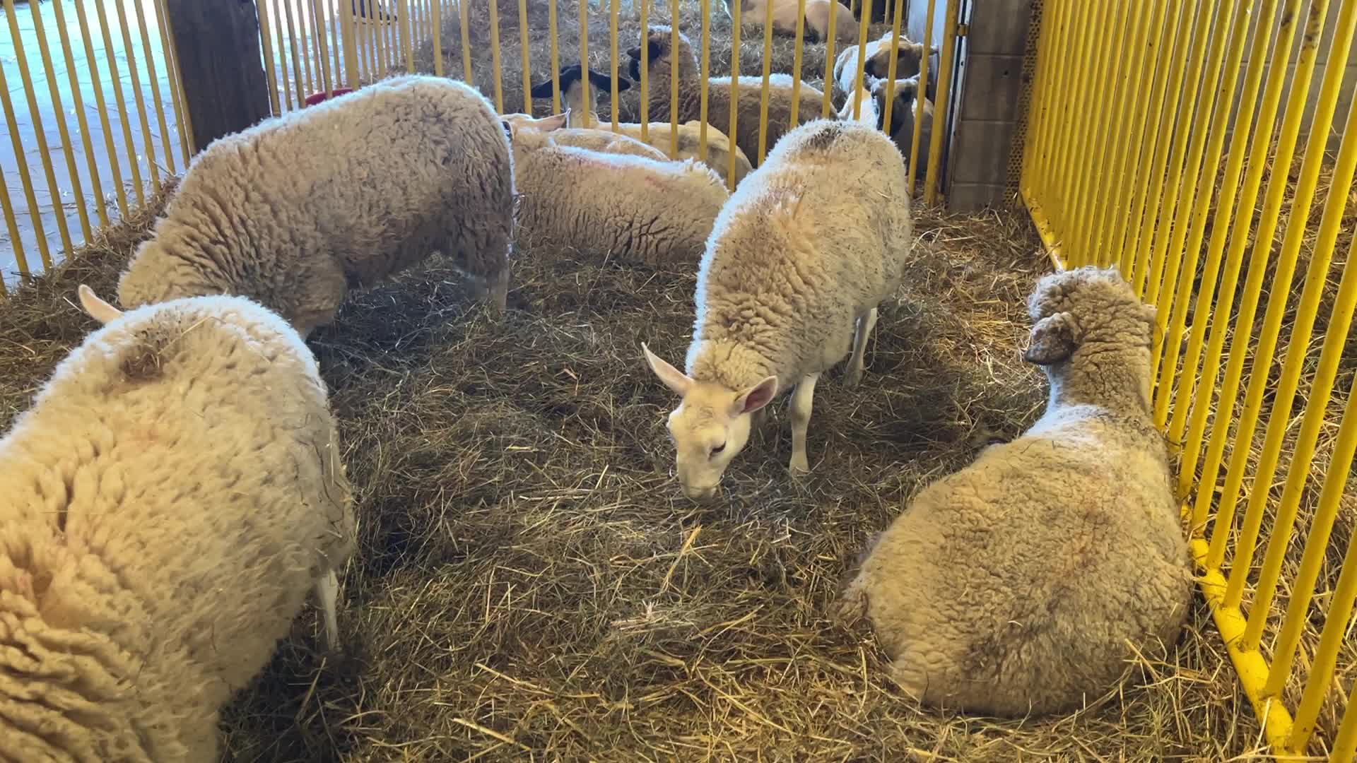 180th annual Markham Fall Fair