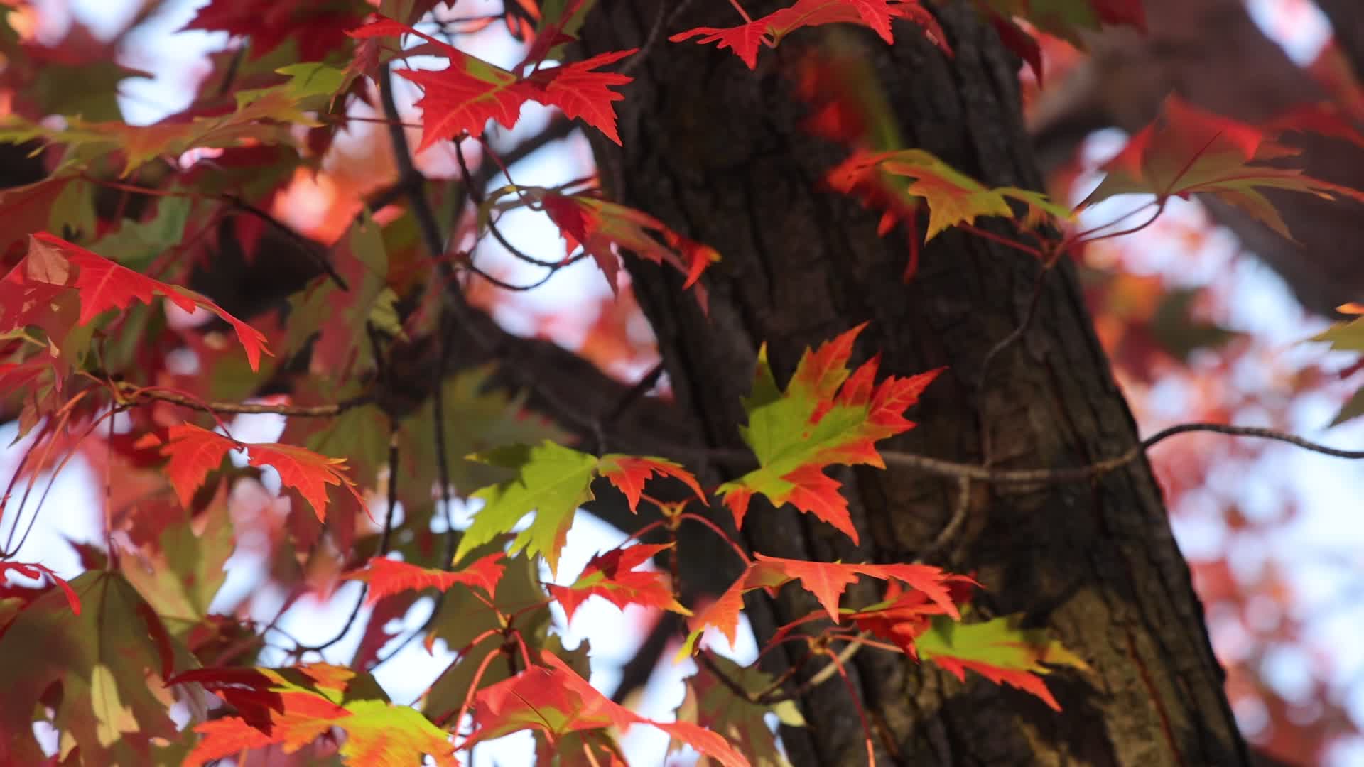 Autumn in Toronto, Canada