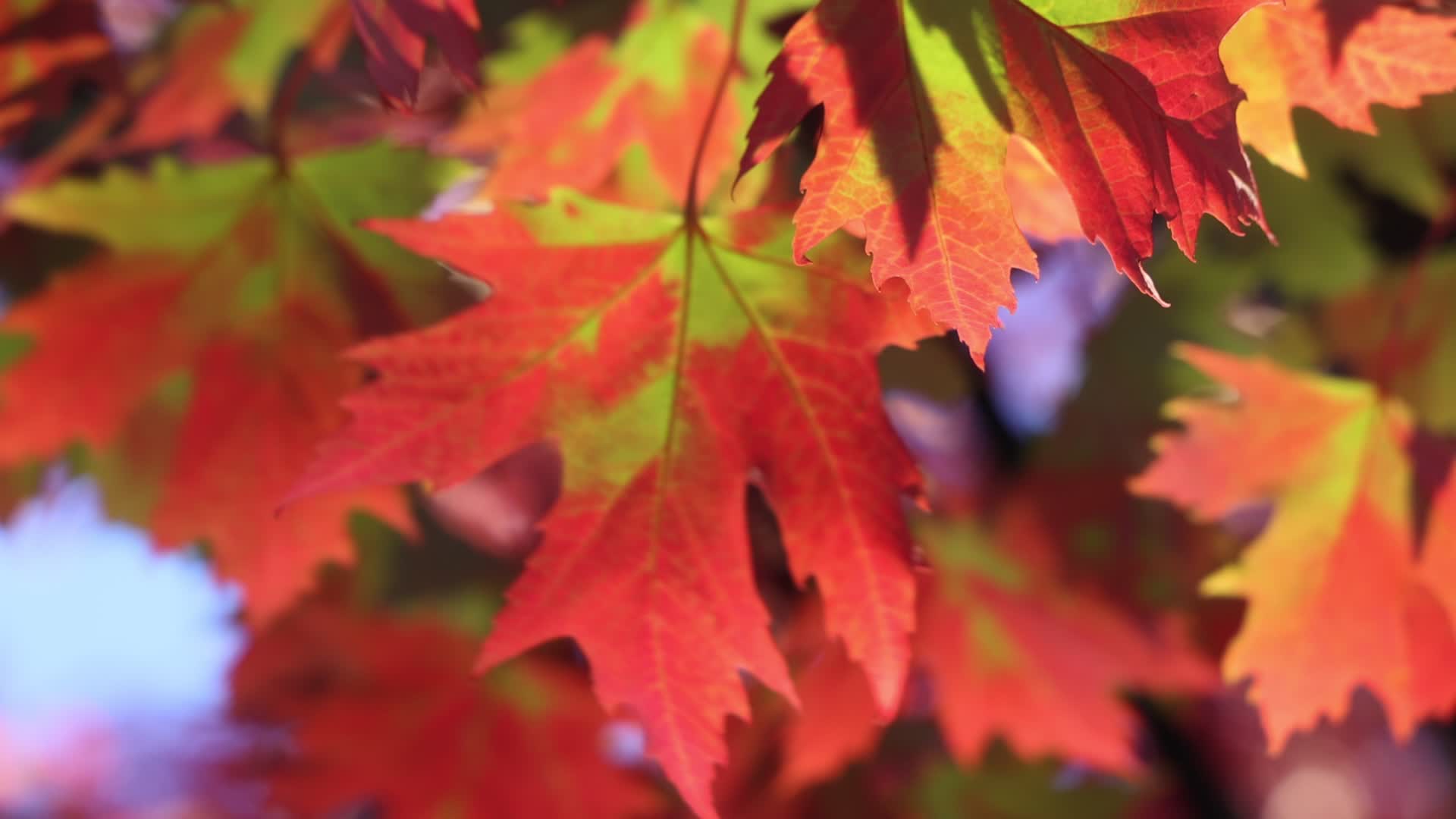 Autumn in Toronto, Canada