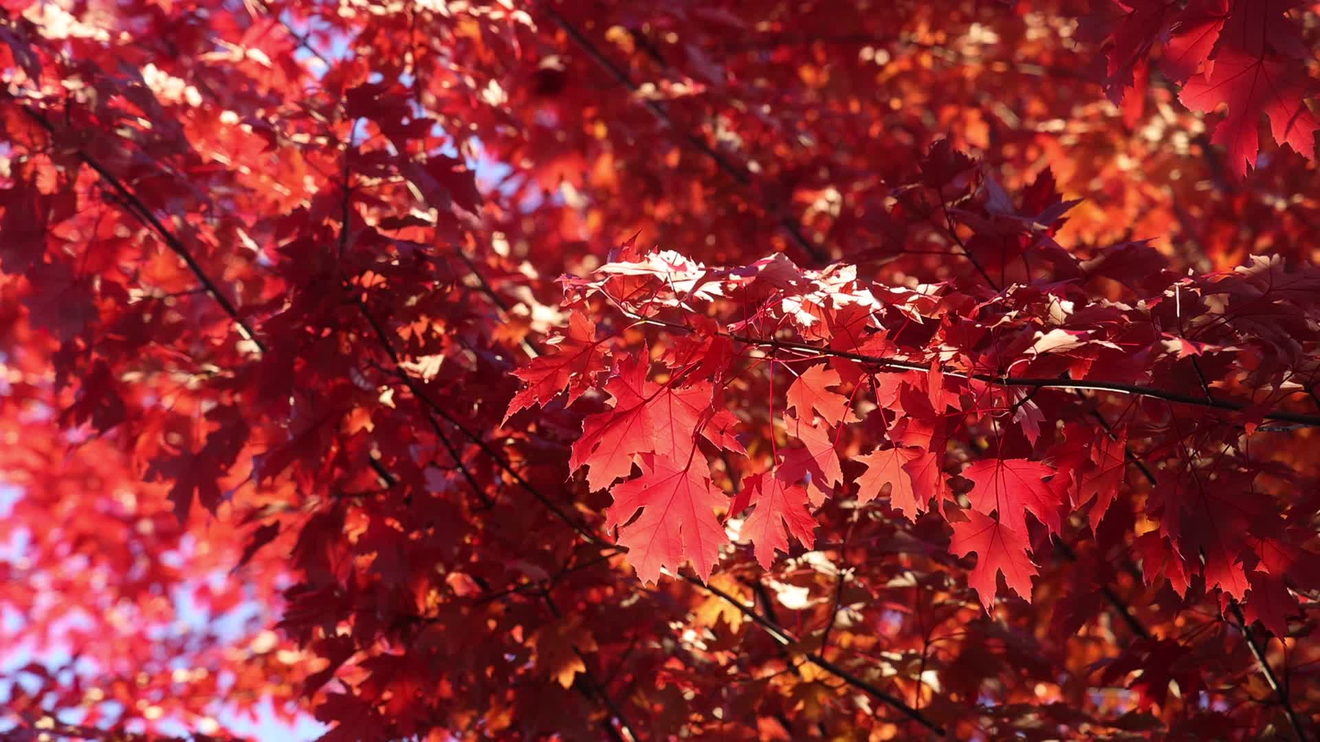 Autumn in Toronto, Canada