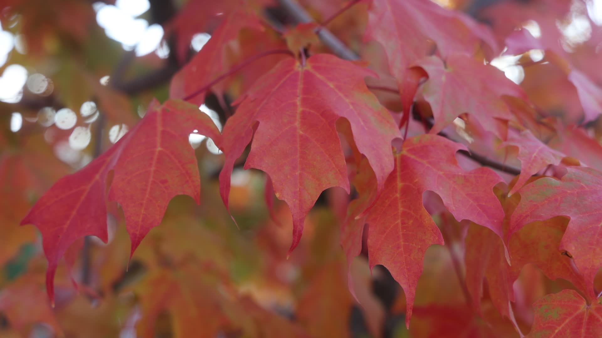 Autumn in Toronto, Canada