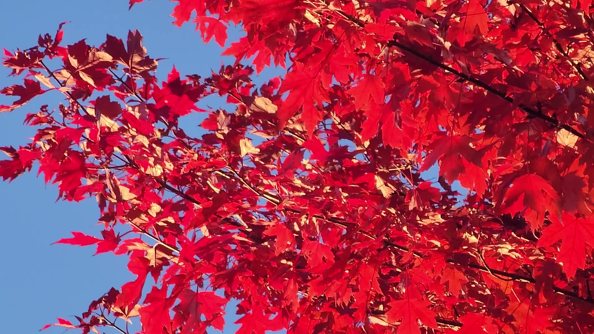 Autumn in Toronto, Canada