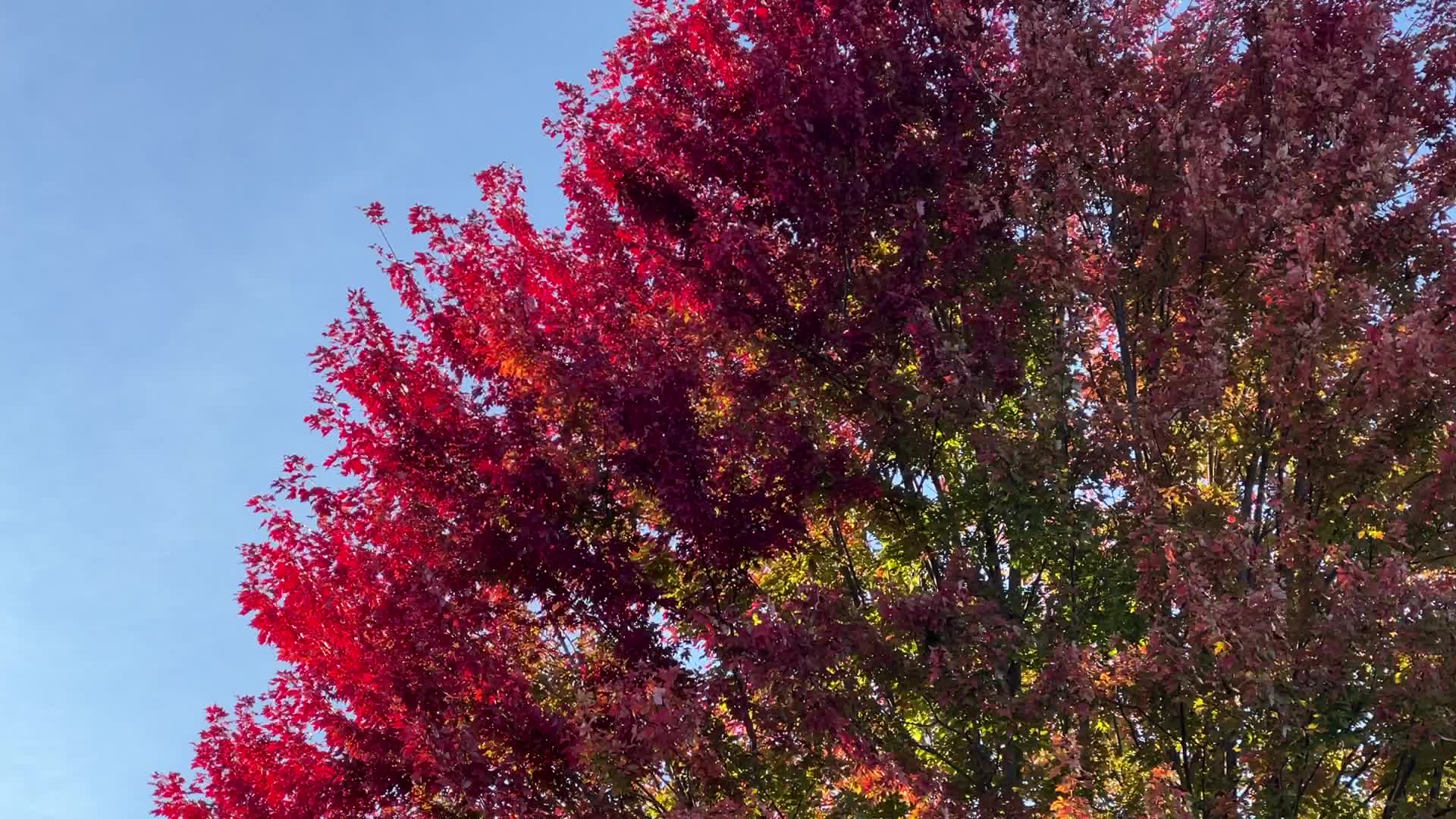 Autumn in Toronto, Canada