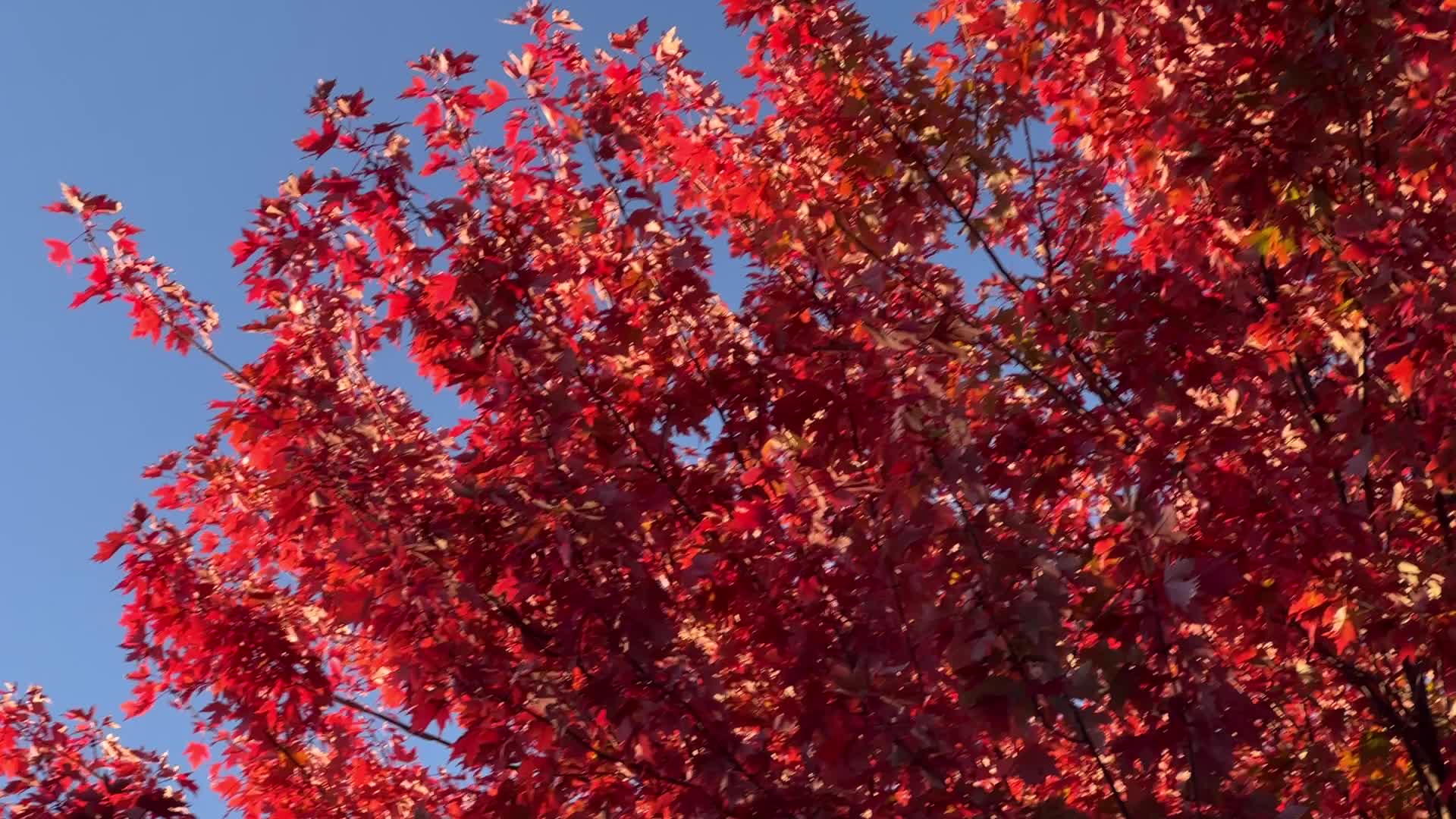 Autumn in Toronto, Canada