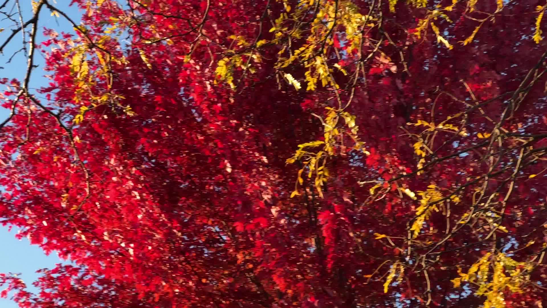 Autumn in Toronto, Canada