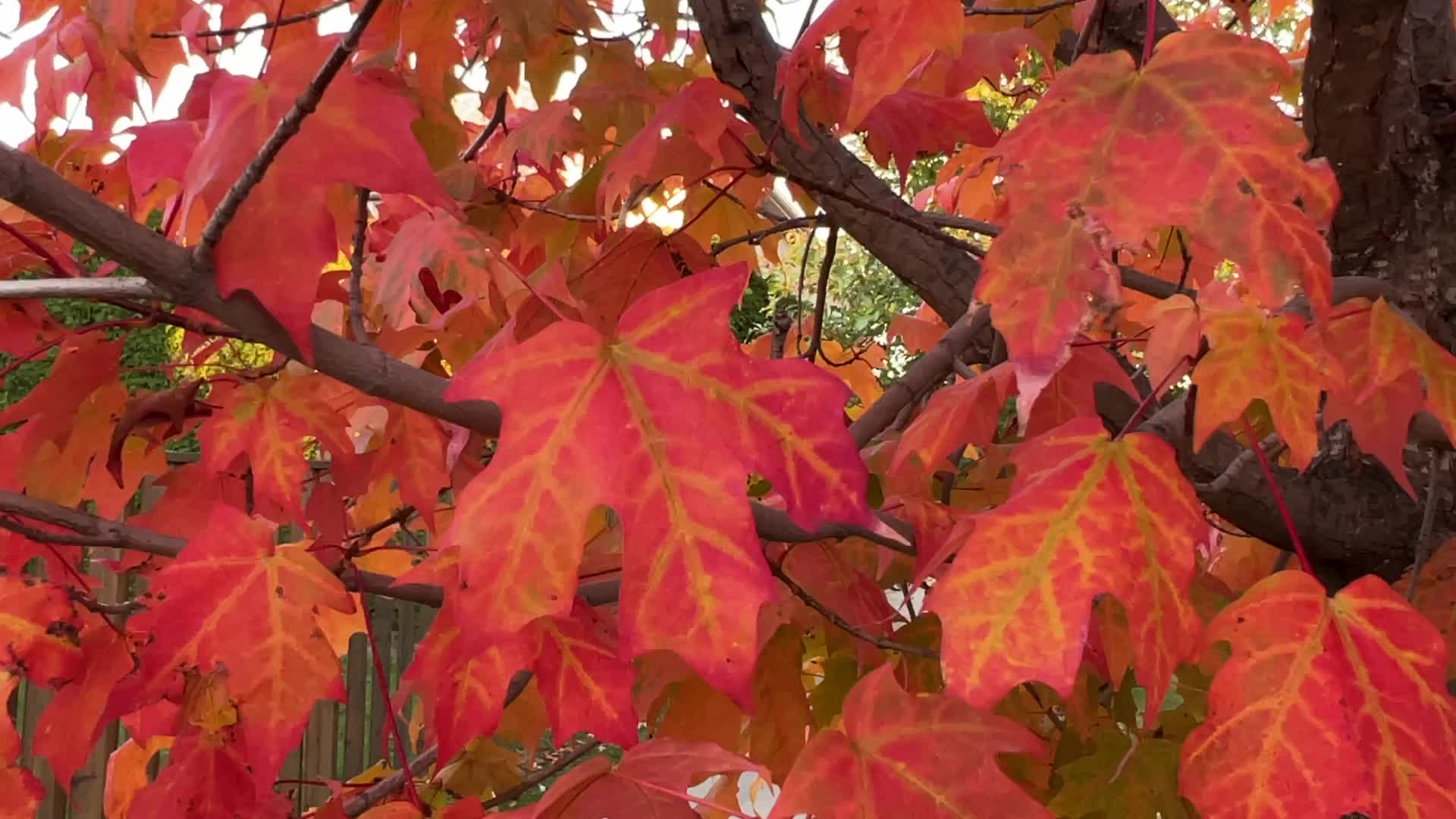 Autumn in Toronto, Canada