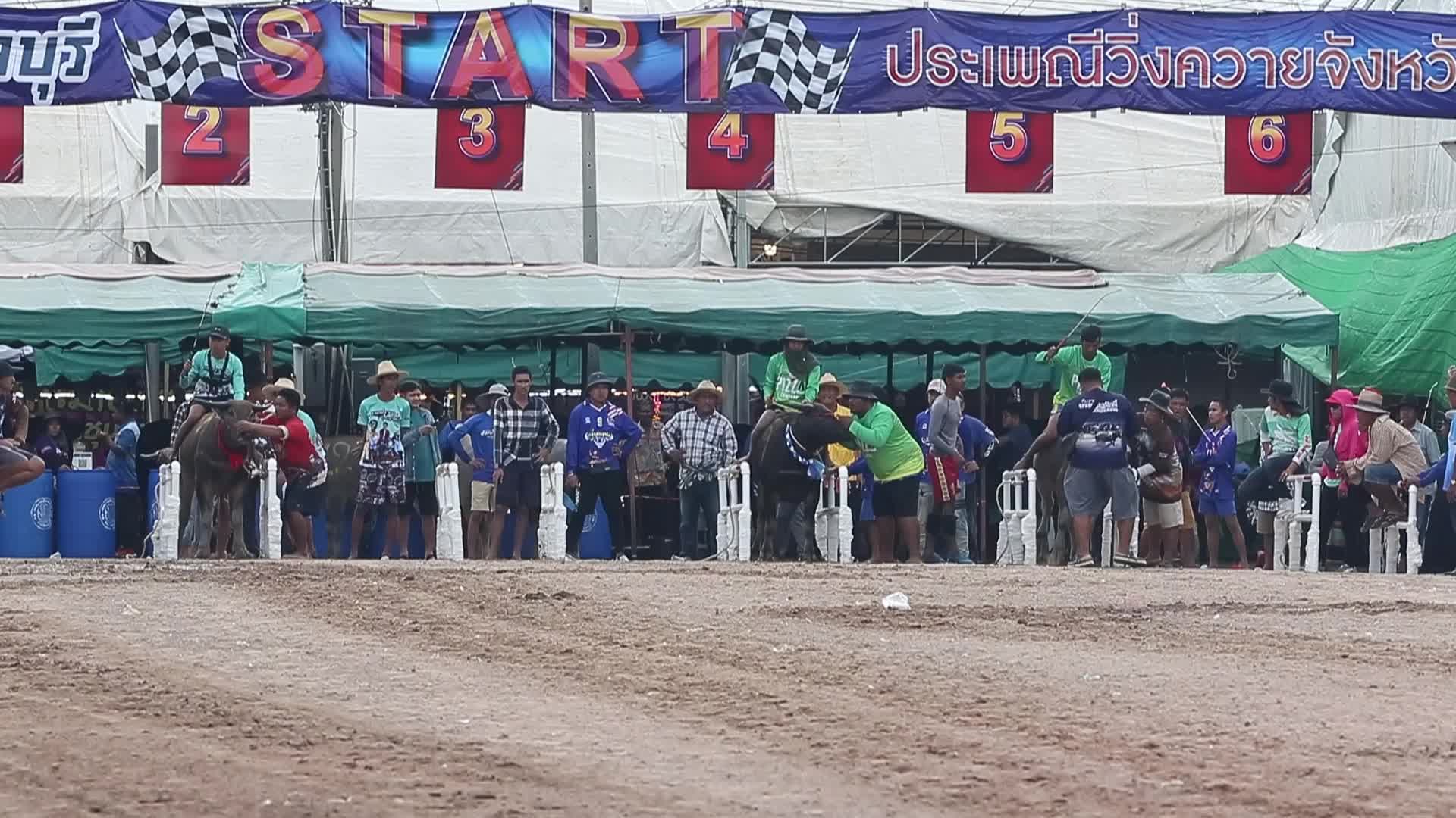 Annual Buffalo Race Festival In Bangkok, Thailand