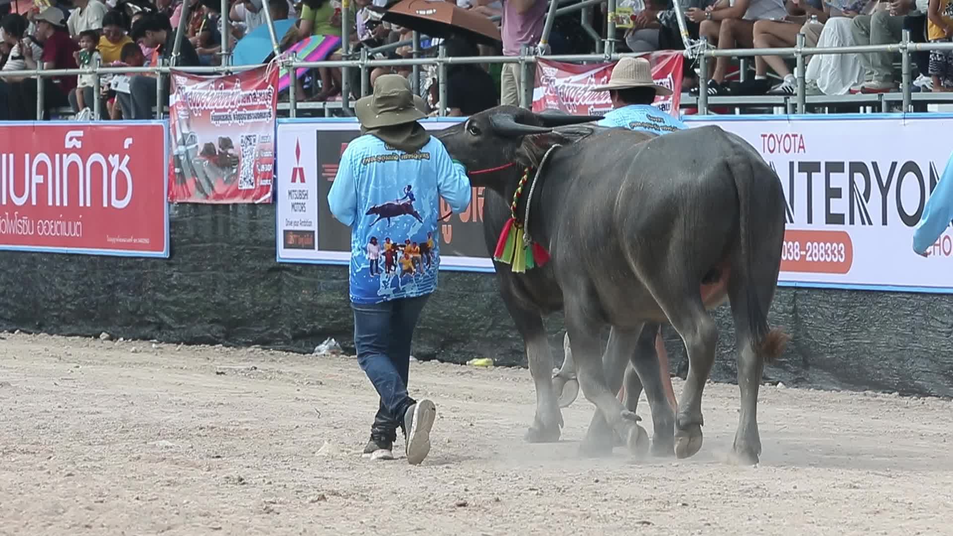 Annual Buffalo Race Festival In Bangkok, Thailand