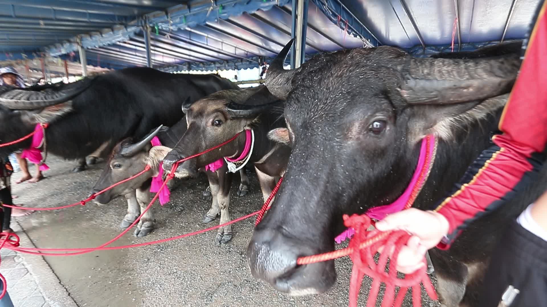 Annual Buffalo Race Festival In Bangkok, Thailand