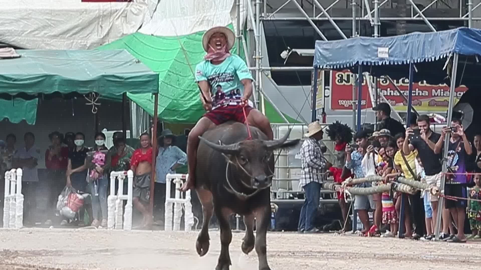 Annual Buffalo Race Festival In Bangkok, Thailand