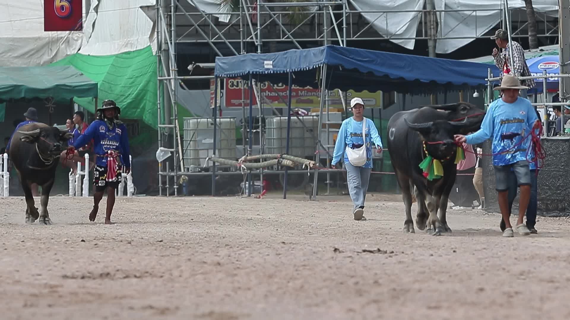 Annual Buffalo Race Festival In Bangkok, Thailand
