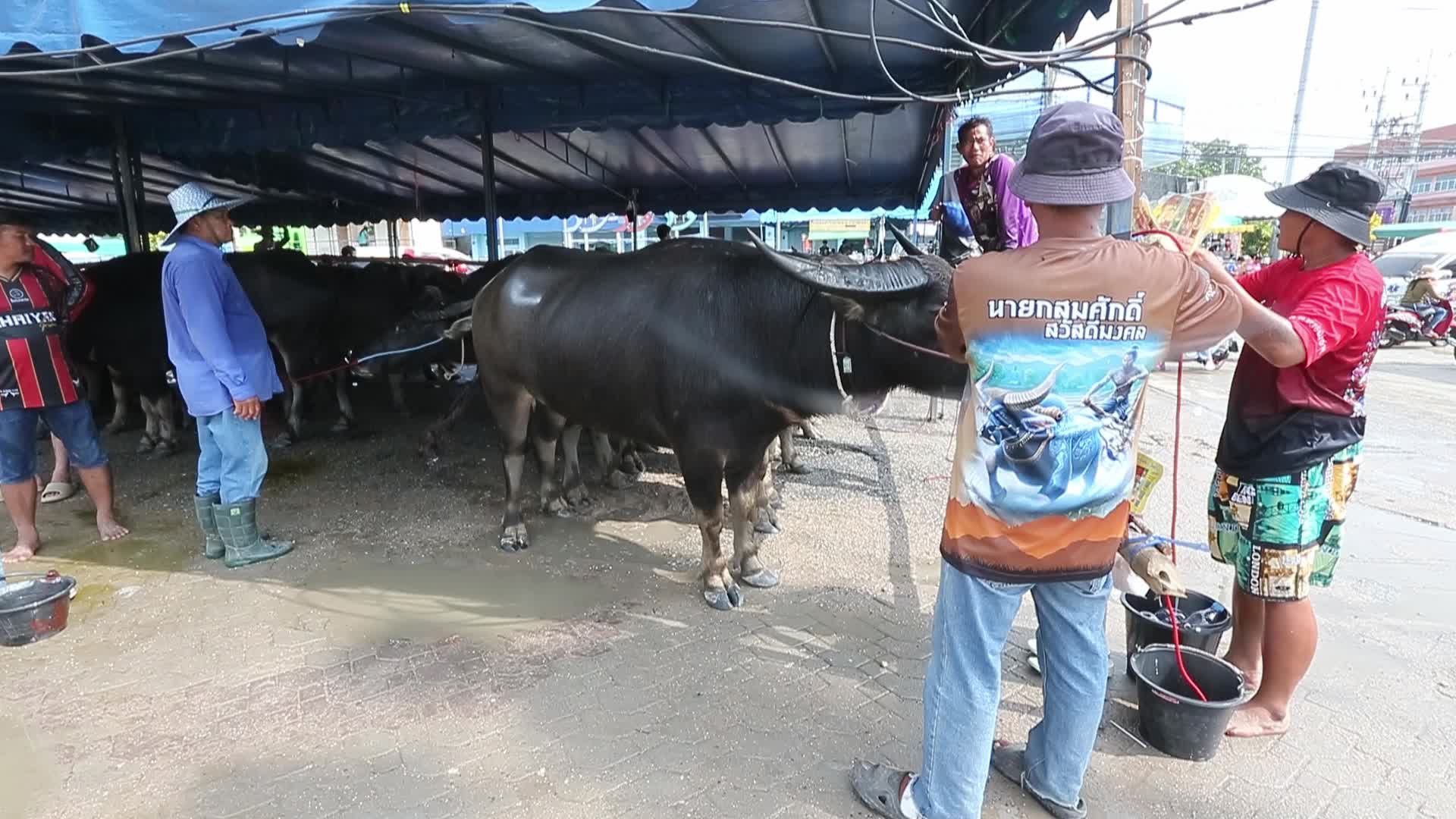 Annual Buffalo Race Festival In Bangkok, Thailand