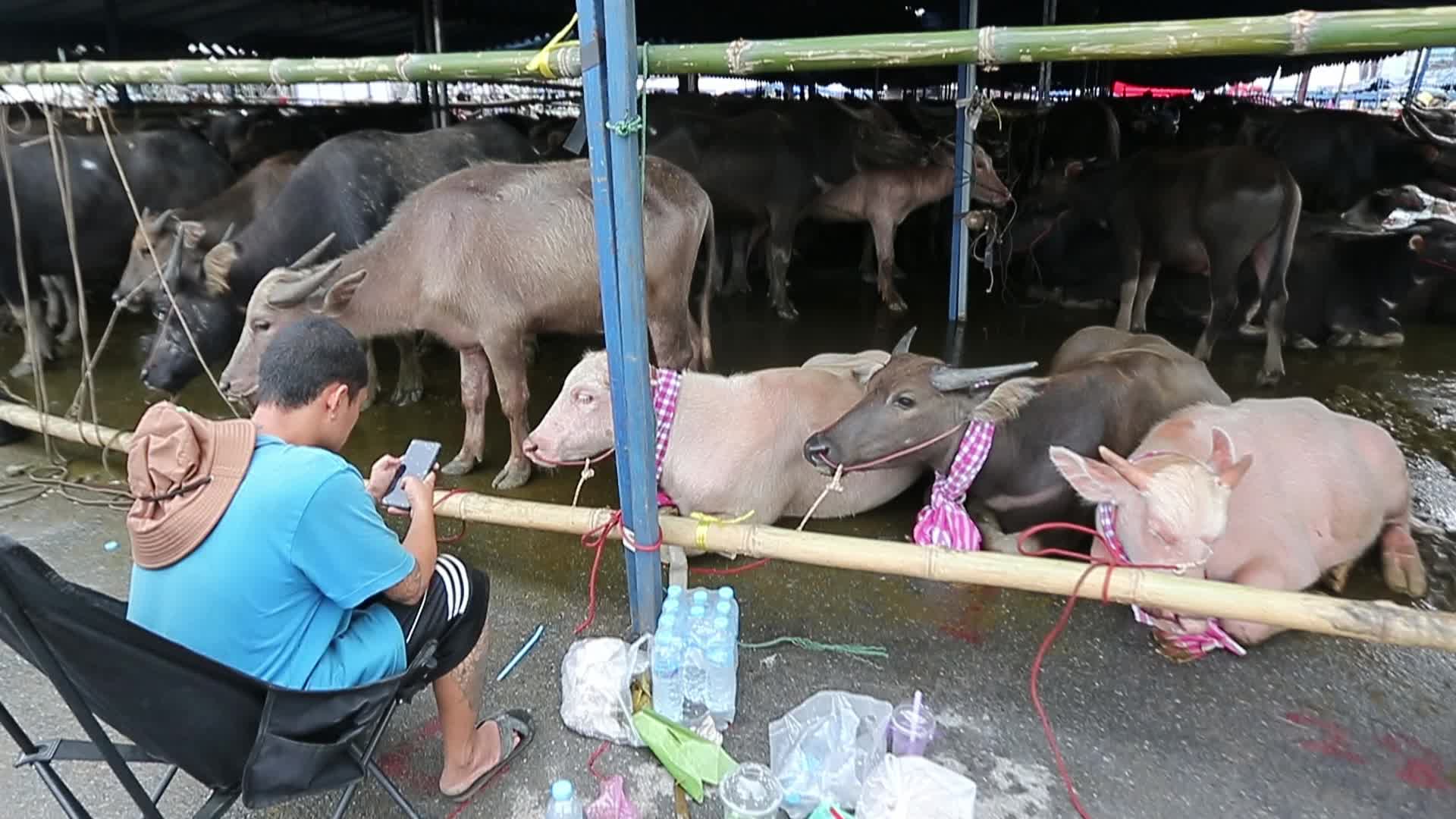 Annual Buffalo Race Festival In Bangkok, Thailand