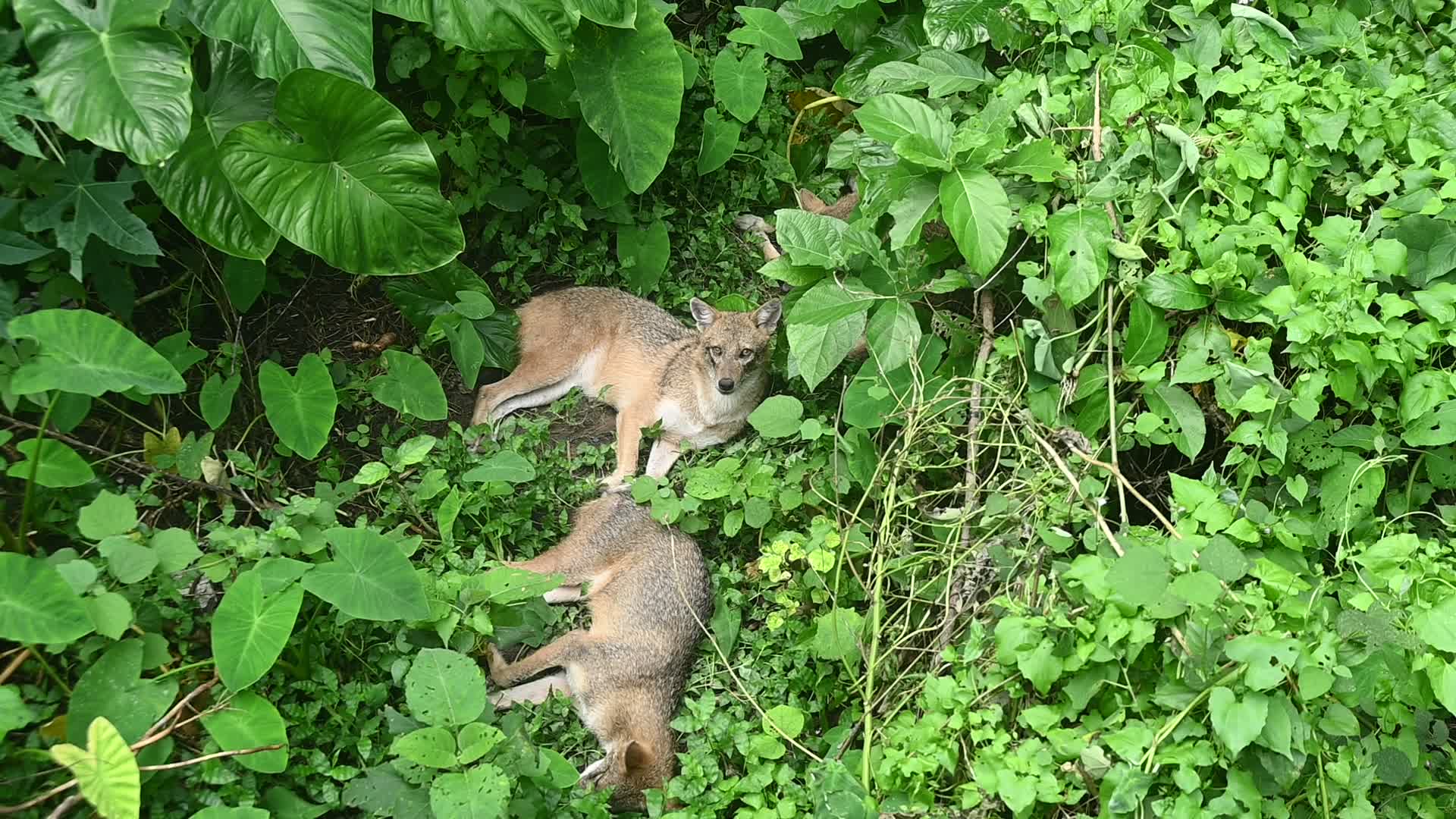 Wild golden jackal (Canis aureus) resting in the forest
