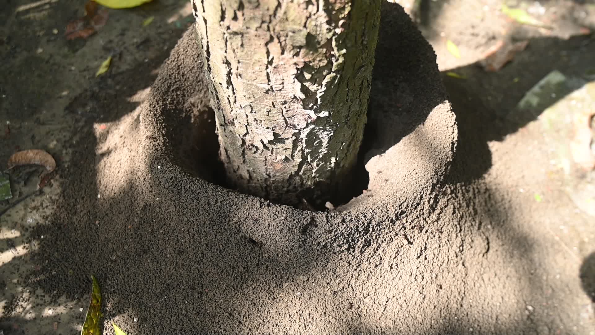 Black ants are digging soil sides of the roots of a tree 
