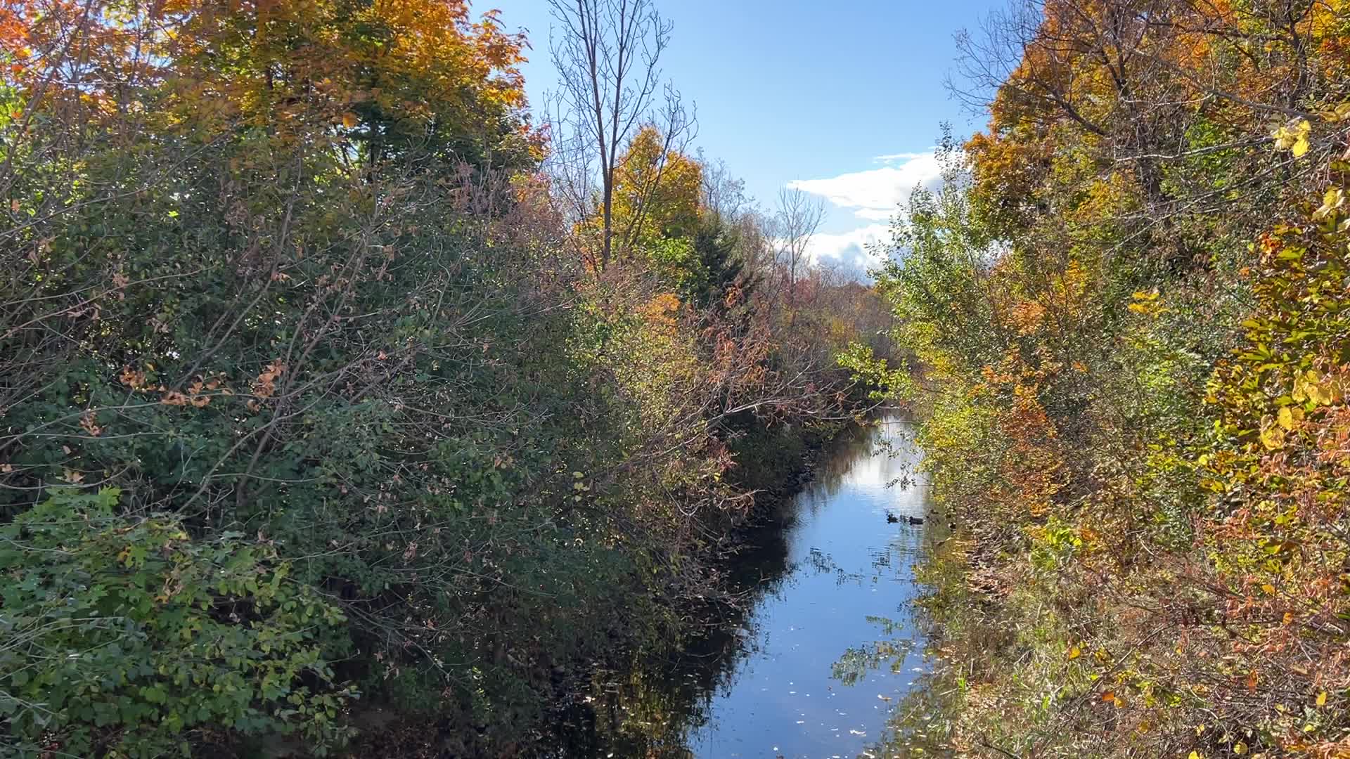 Mallard ducks swimming in a small waterway during the Autumn