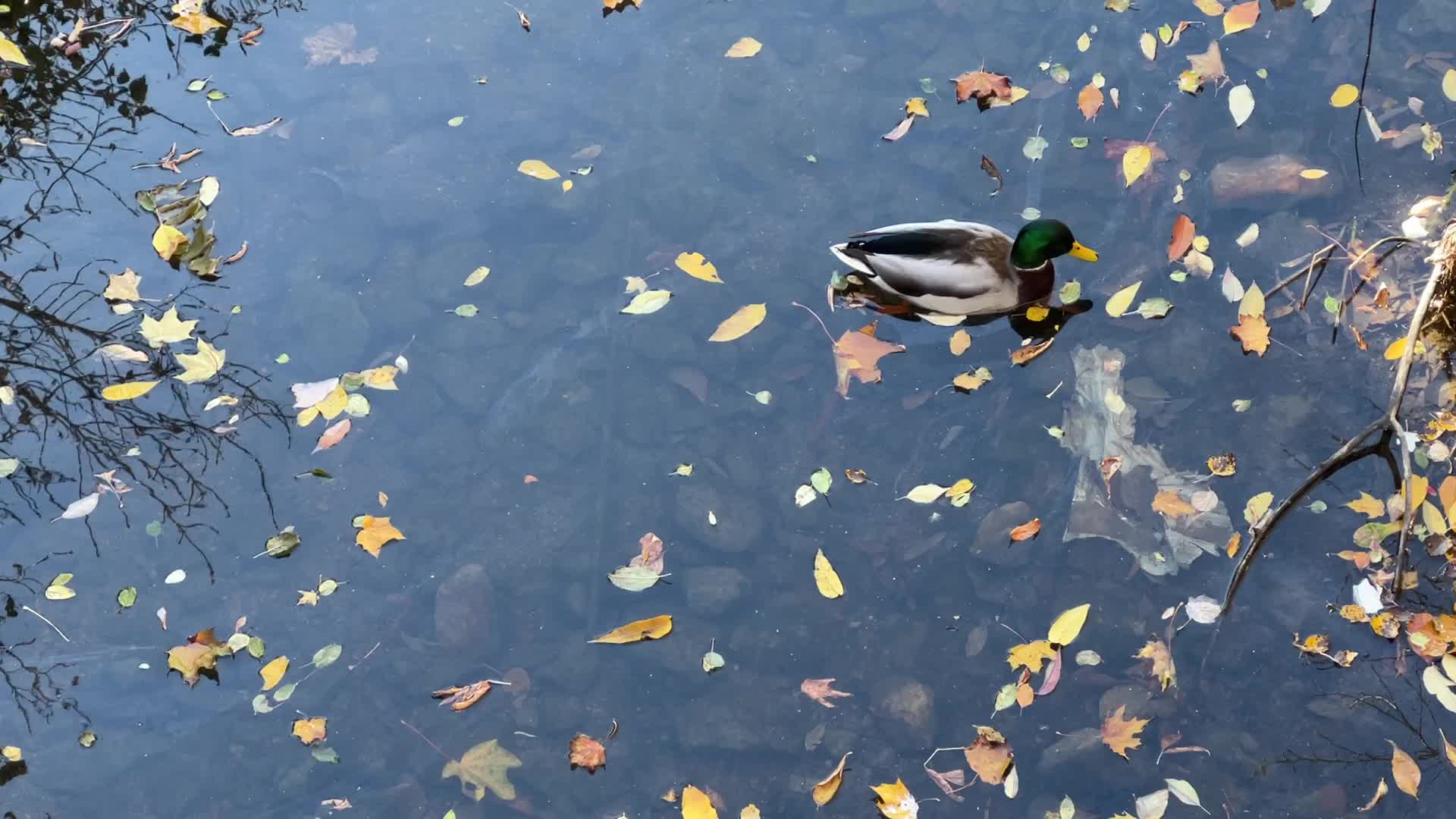 Mallard ducks swimming in a small waterway during the Autumn