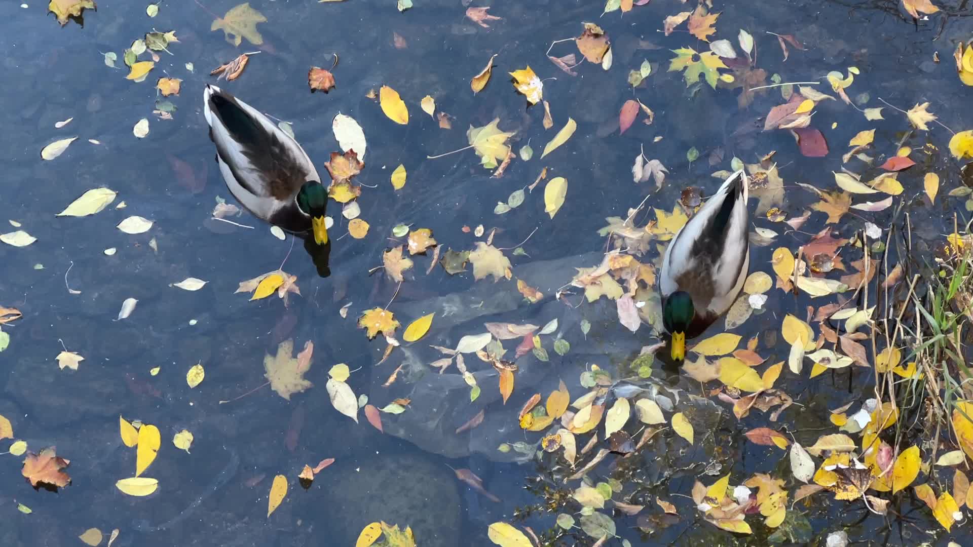Mallard ducks swimming in a small waterway during the Autumn