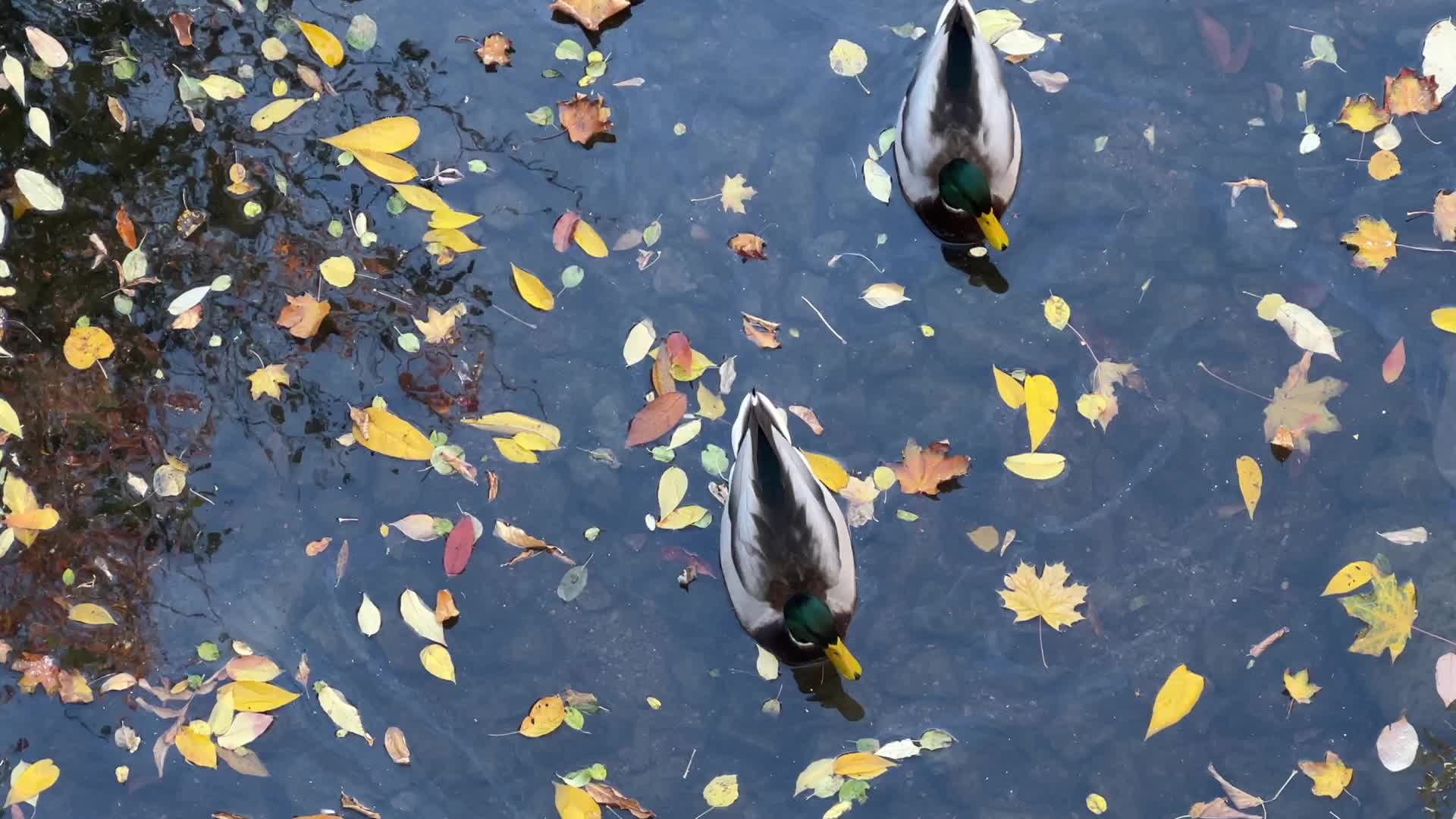 Mallard ducks swimming in a small waterway during the Autumn