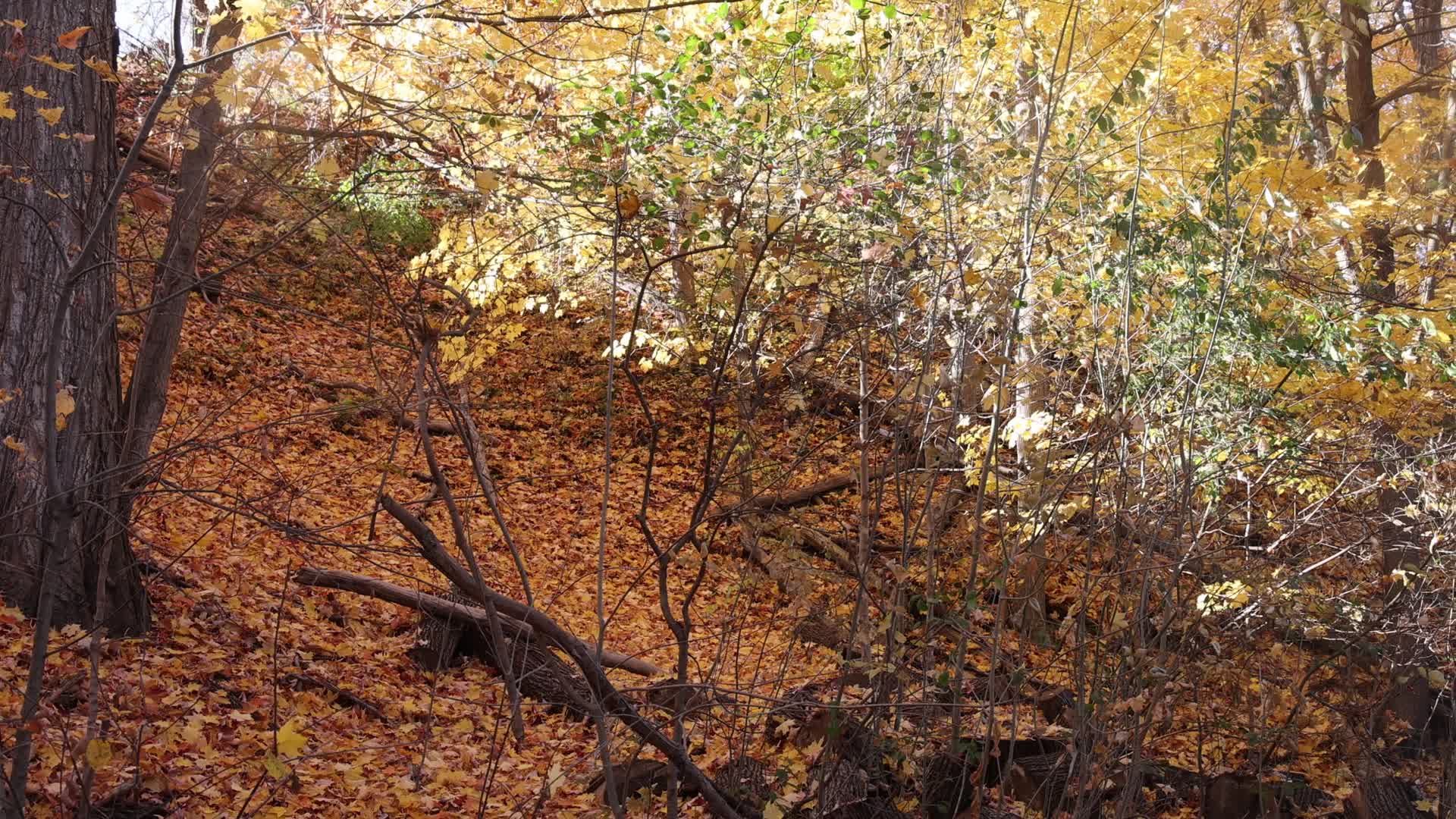 Forest during the Autumn season