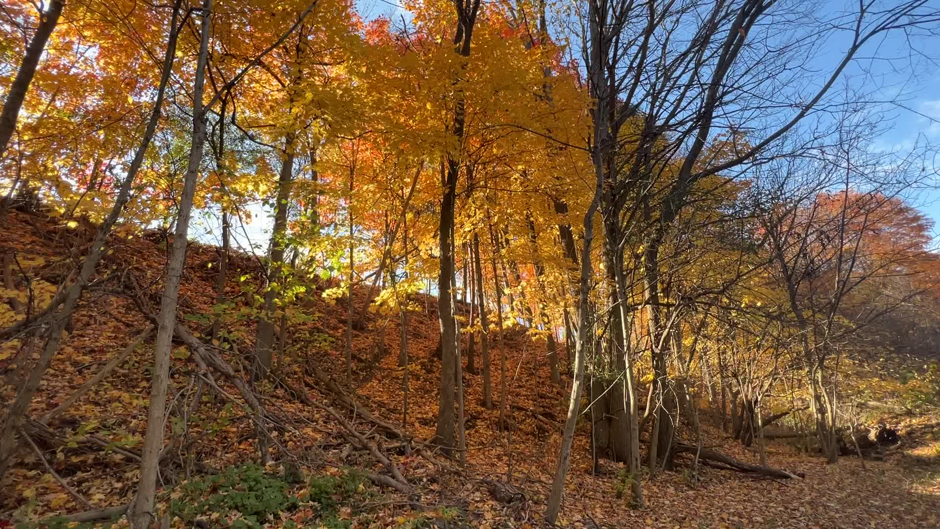 Forest during the Autumn season