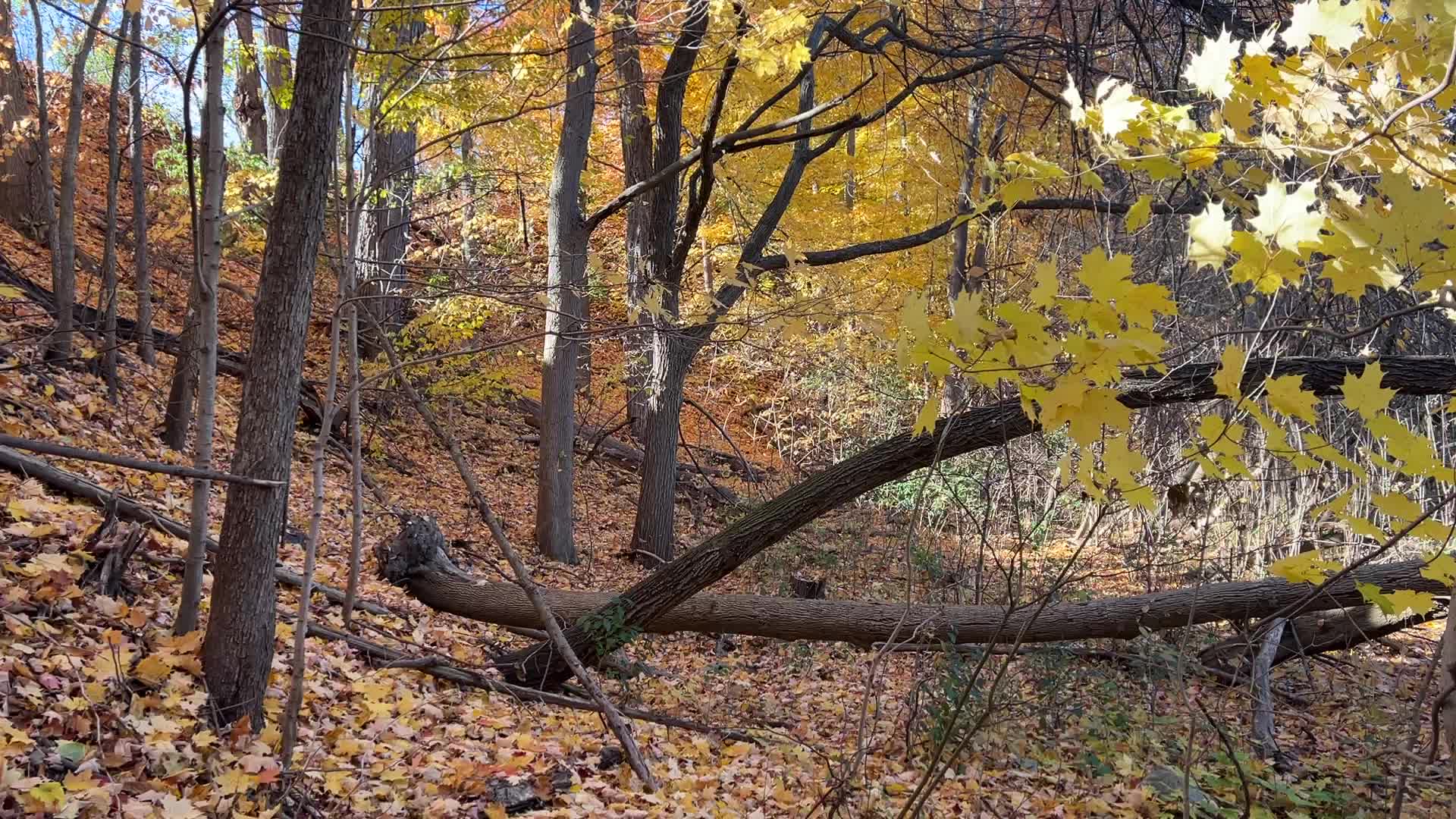 Forest during the Autumn season