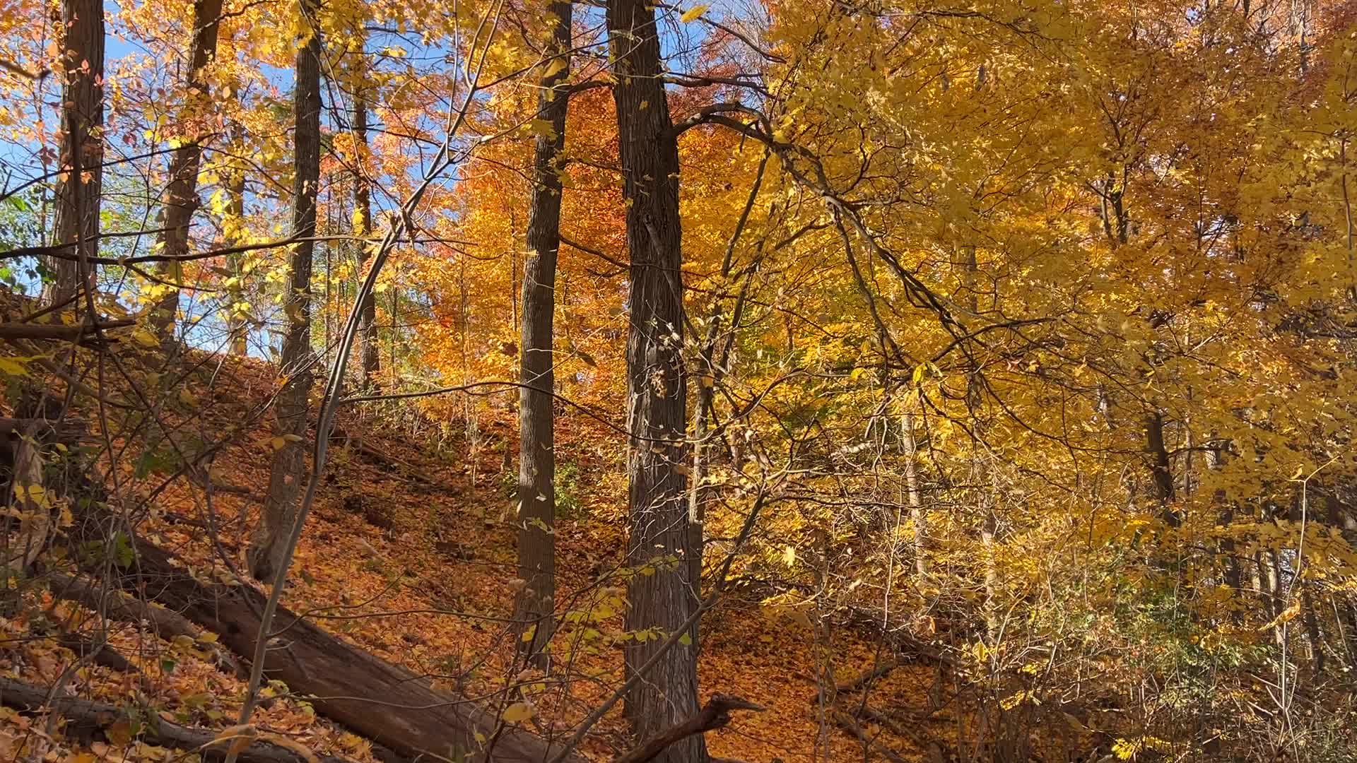 Forest during the Autumn season