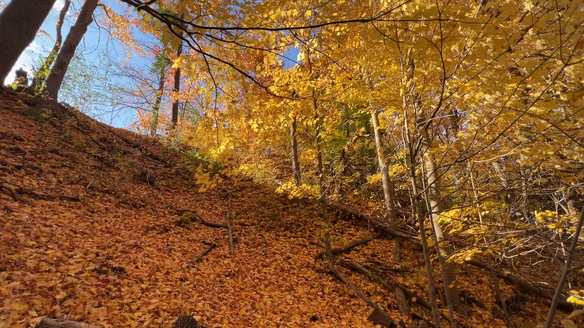 Forest during the Autumn season