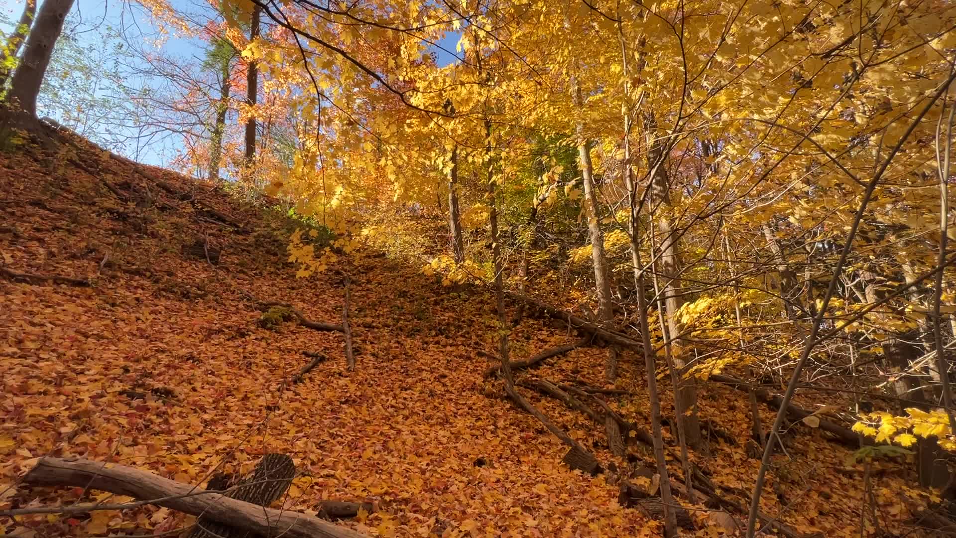 Forest during the Autumn season