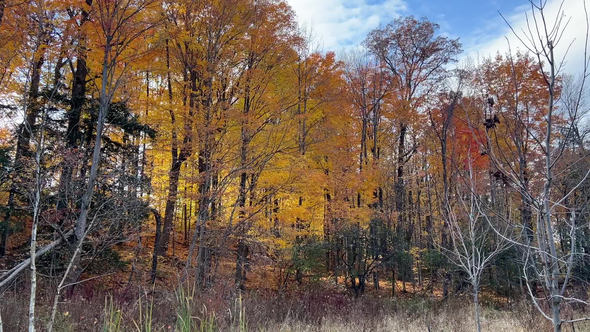 Forest during the Autumn season